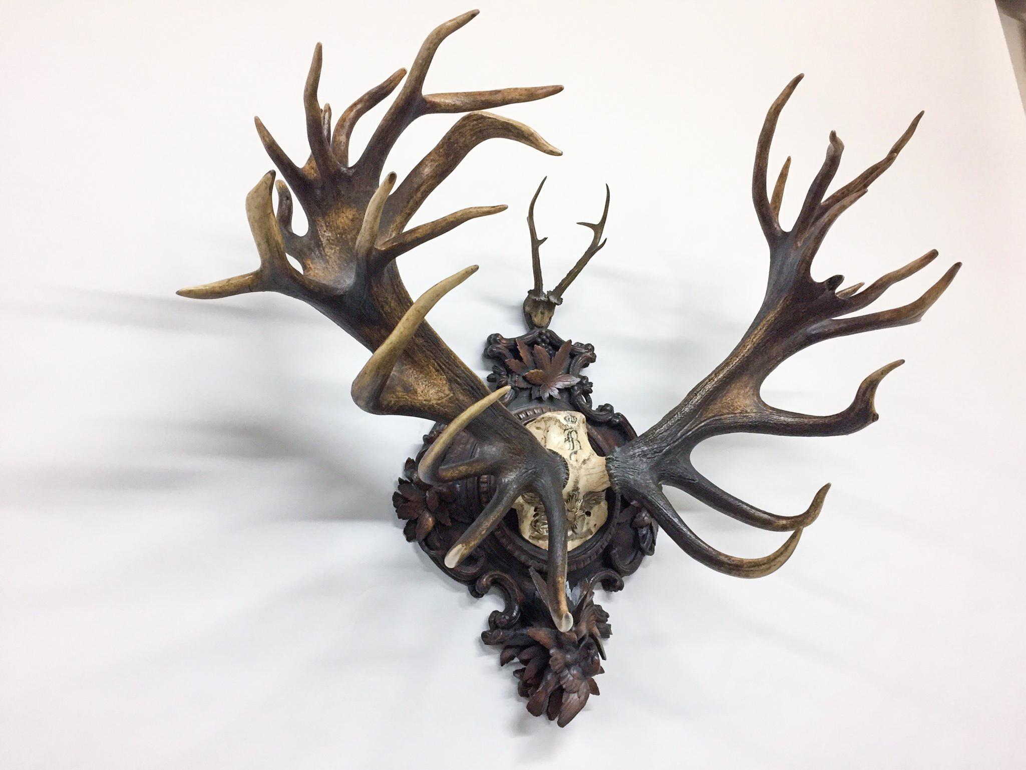 This antique Red Stag trophy is believed to have been taken by one of the Grand Dukes of Baden in the 19th century. The roe deer antlers on the top of the plaque are attached to a hand carved wooden skull. The back plaque features detailed, Black