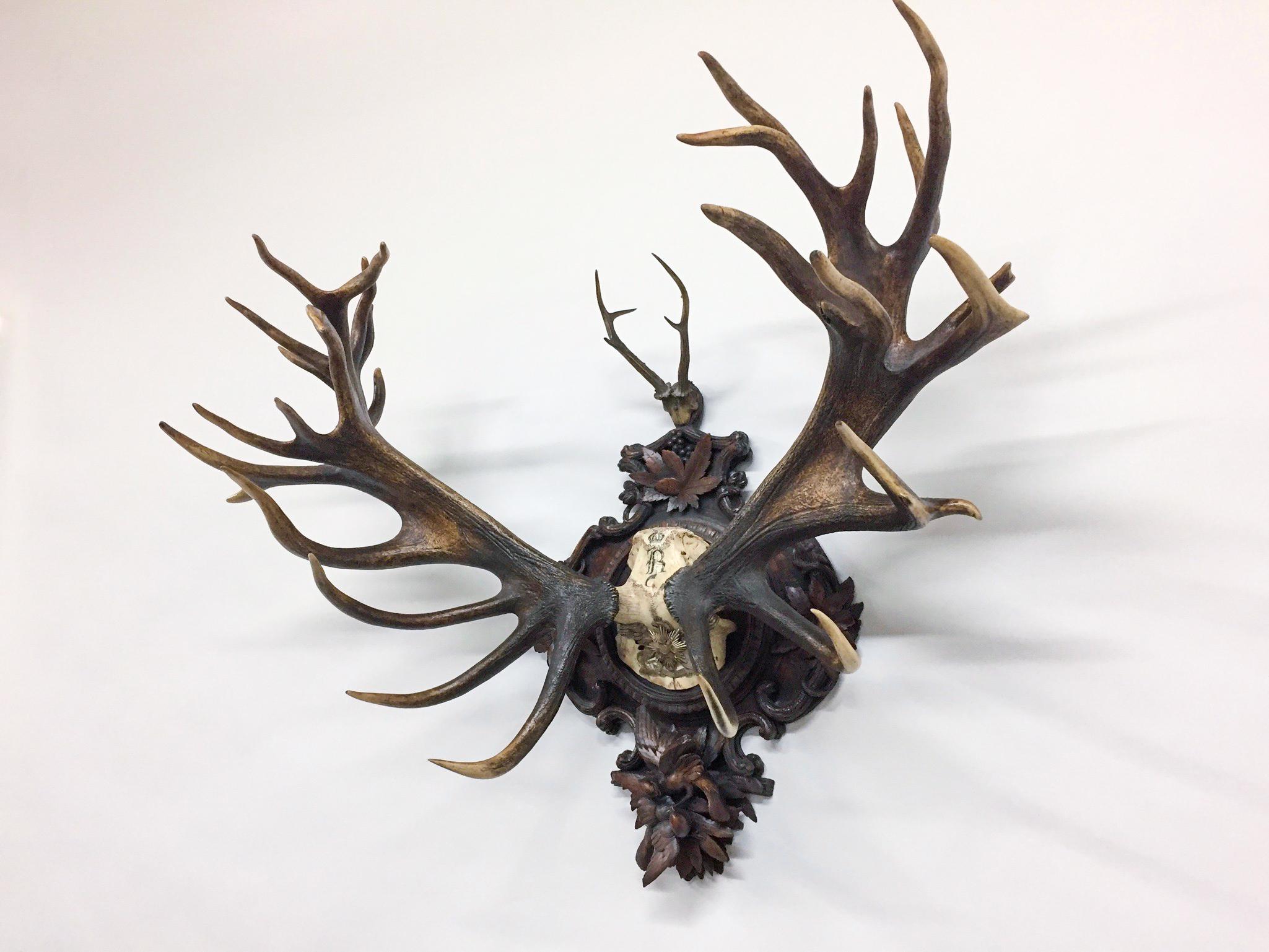 Forêt-Noire Trophée de cerf rouge des Grands Ducs de Bade sur une plaque de forêt noire sculptée à la main