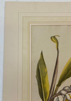 19th C. Hand Colored Botanical "Alpinia Nutans Rosc." Lithograph