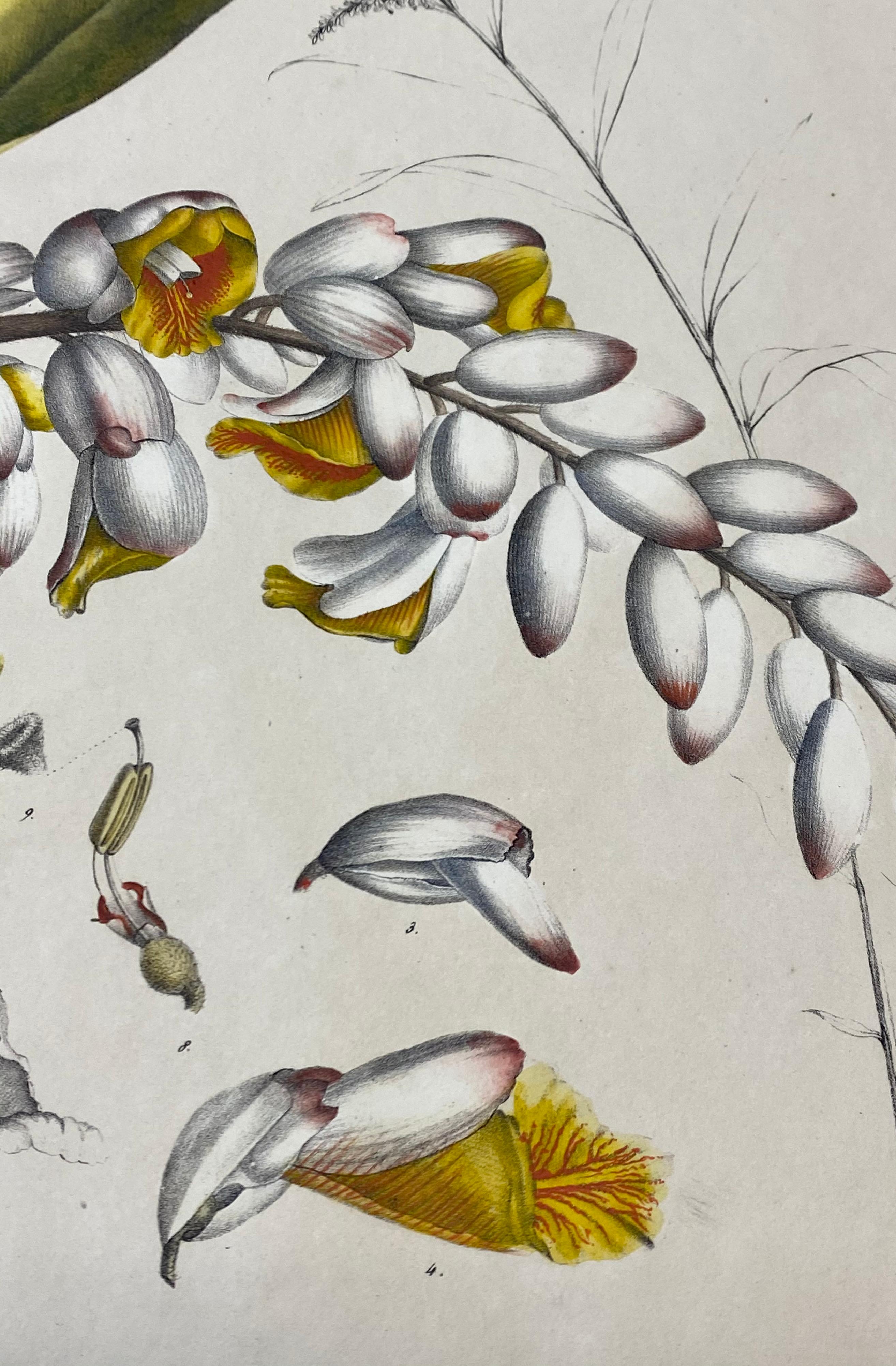 19th Century 19th C. Hand Colored Botanical 