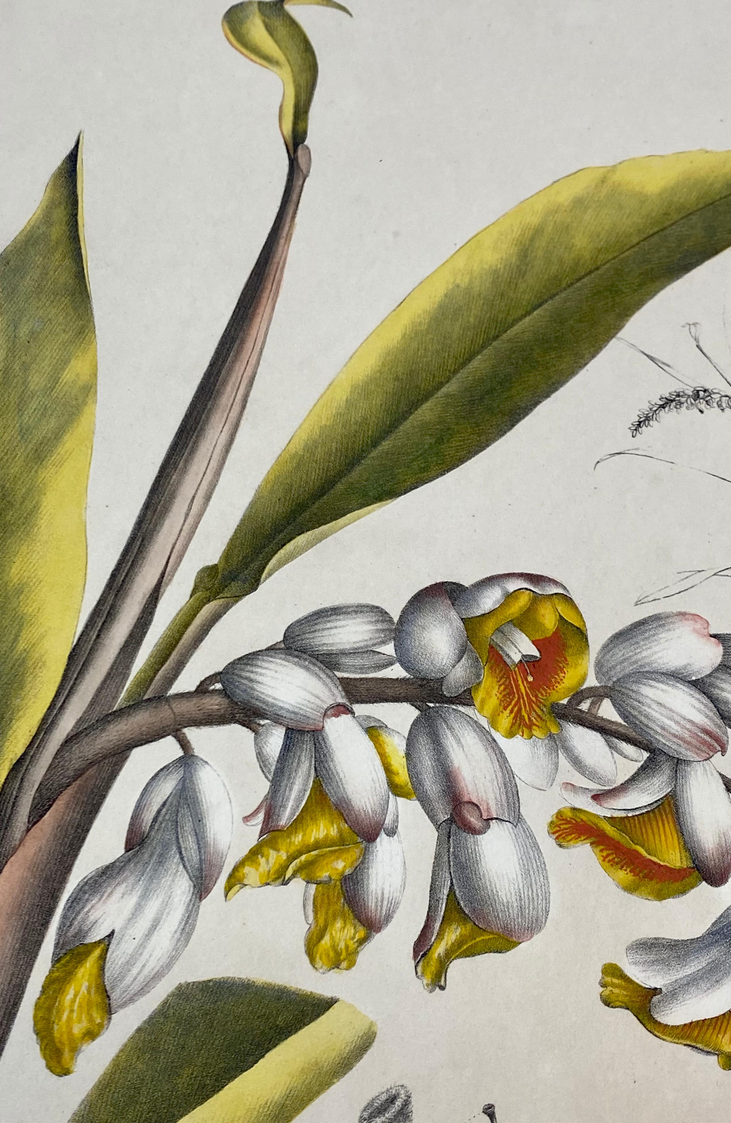 Paper 19th C. Hand Colored Botanical 