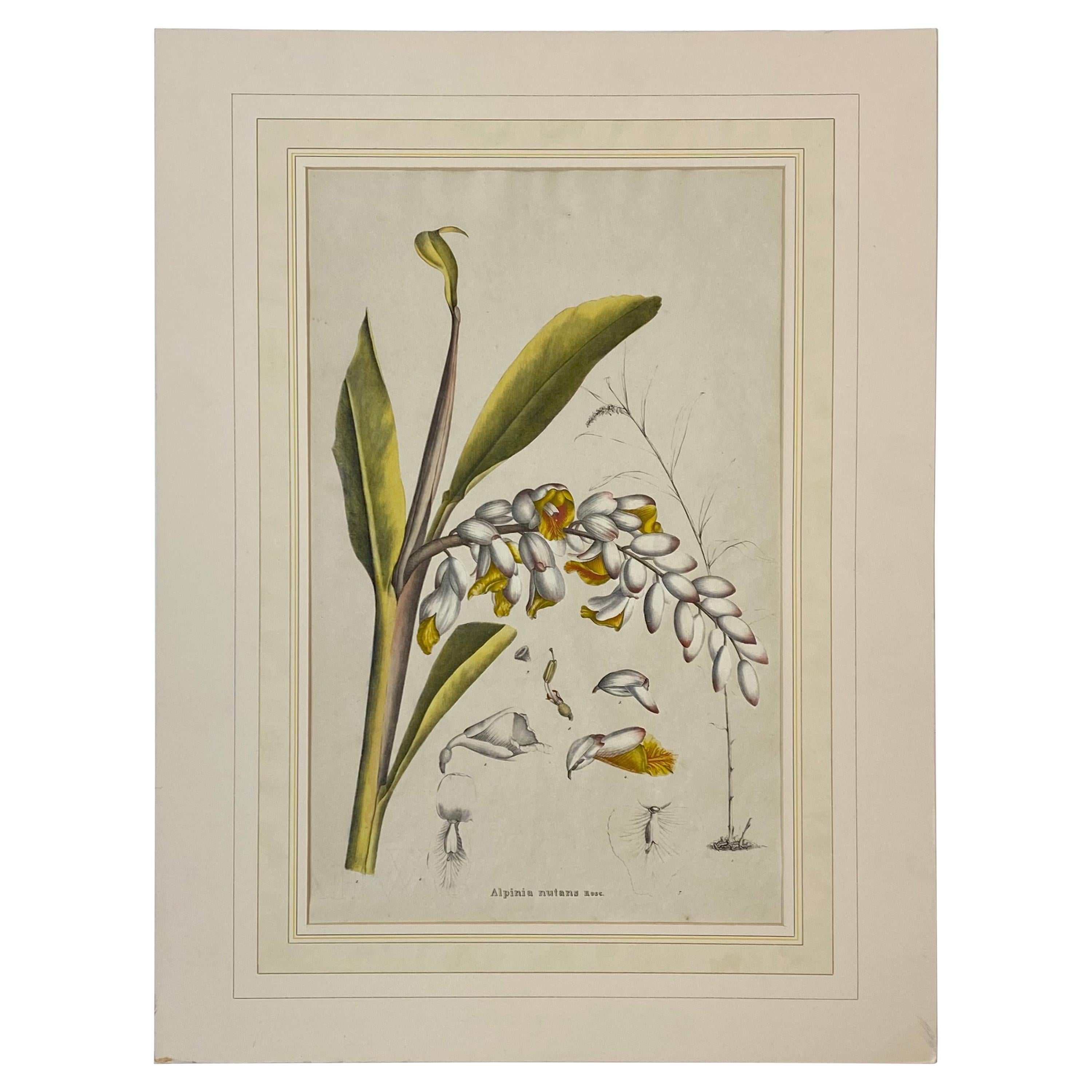 19th C. Hand Colored Botanical "Alpinia Nutans Rosc." Lithograph For Sale