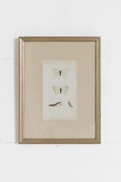 19th c. Hand Colored Butterfly Engravings from England