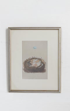 19th C. Hand Colored Egg & Nest Engravings from England, Framed