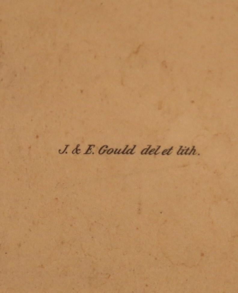 19th C. Hand-Colored Lithographs by Gould Printed by C. Hullmandel, Set of 3 For Sale 3