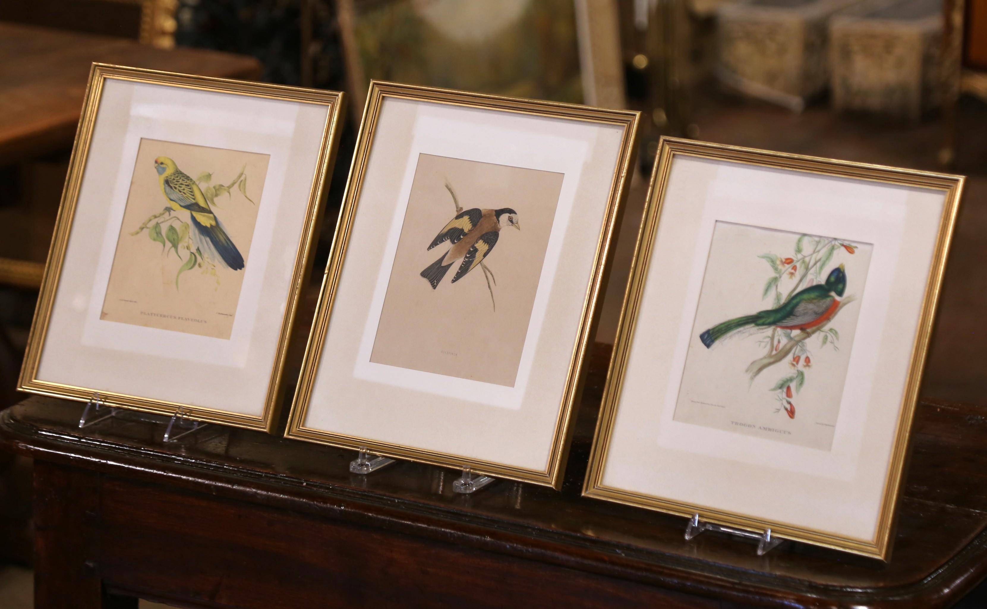 British 19th C. Hand-Colored Lithographs by Gould Printed by C. Hullmandel, Set of 3 For Sale