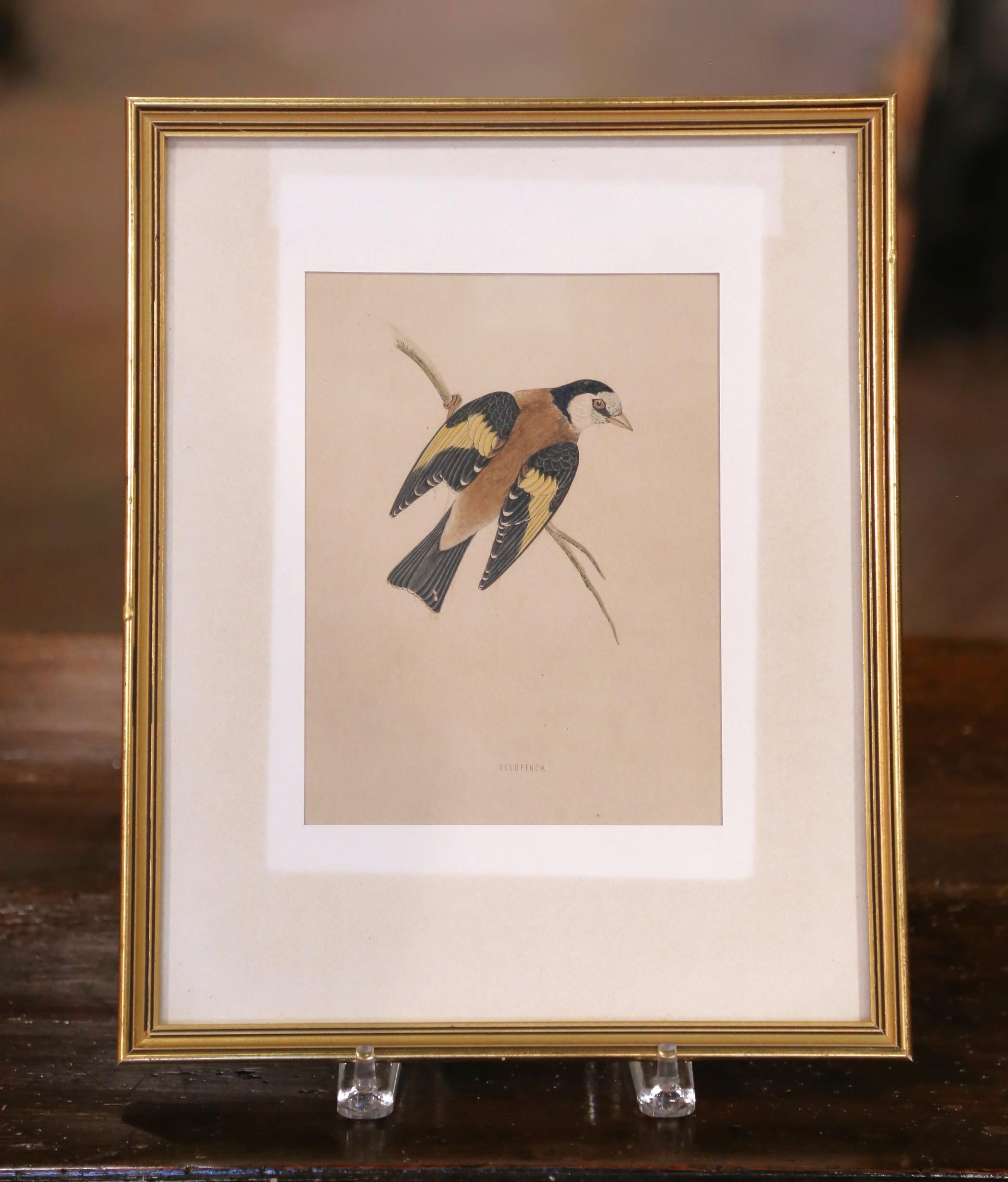 Hand-Painted 19th C. Hand-Colored Lithographs by Gould Printed by C. Hullmandel, Set of 3 For Sale