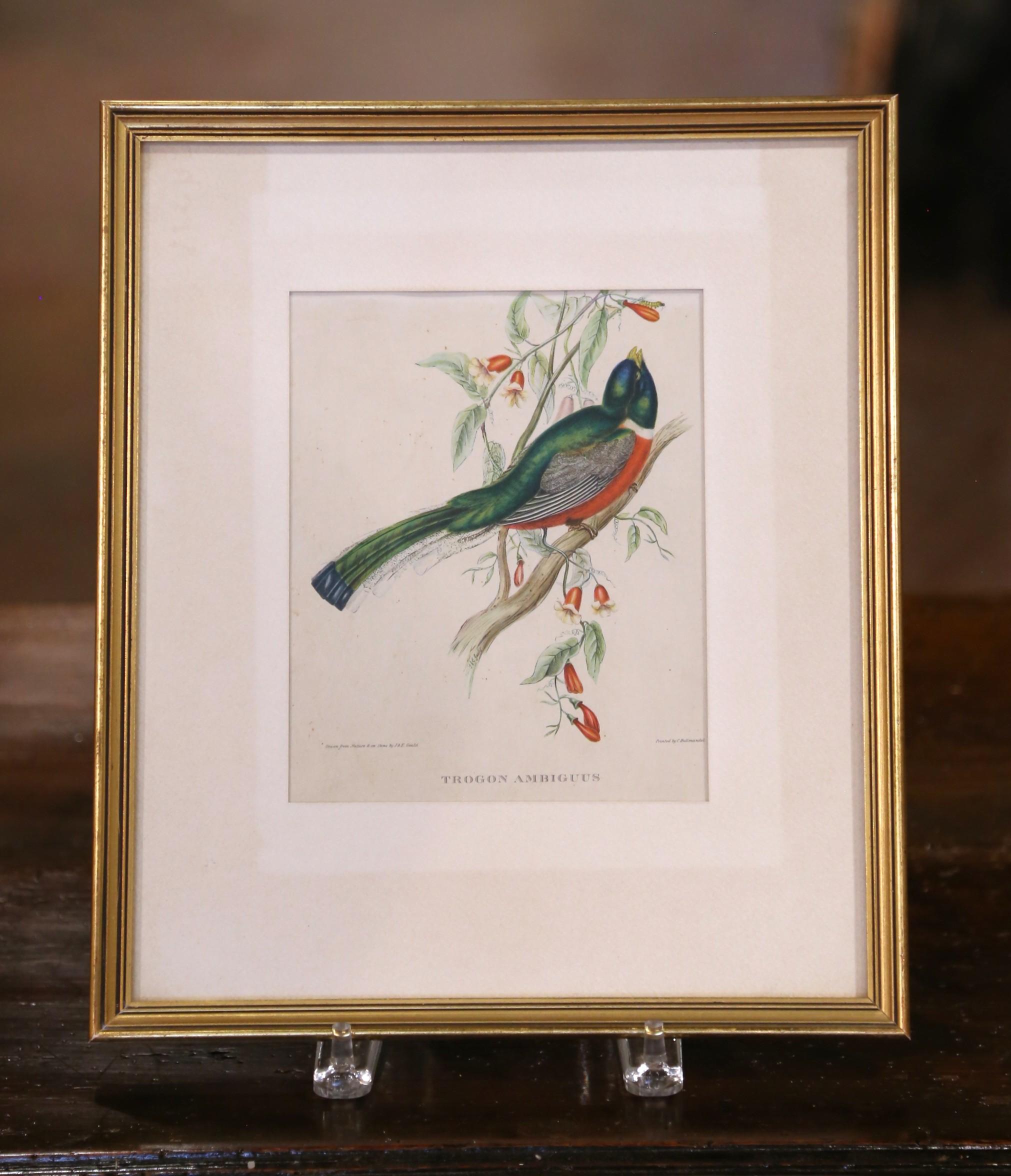 Glass 19th C. Hand-Colored Lithographs by Gould Printed by C. Hullmandel, Set of 3 For Sale