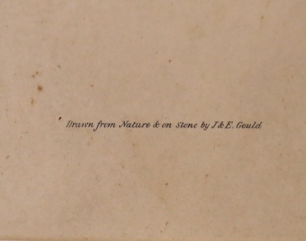 19th C. Hand-Colored Lithographs by Gould Printed by C. Hullmandel, Set of 3 For Sale 1