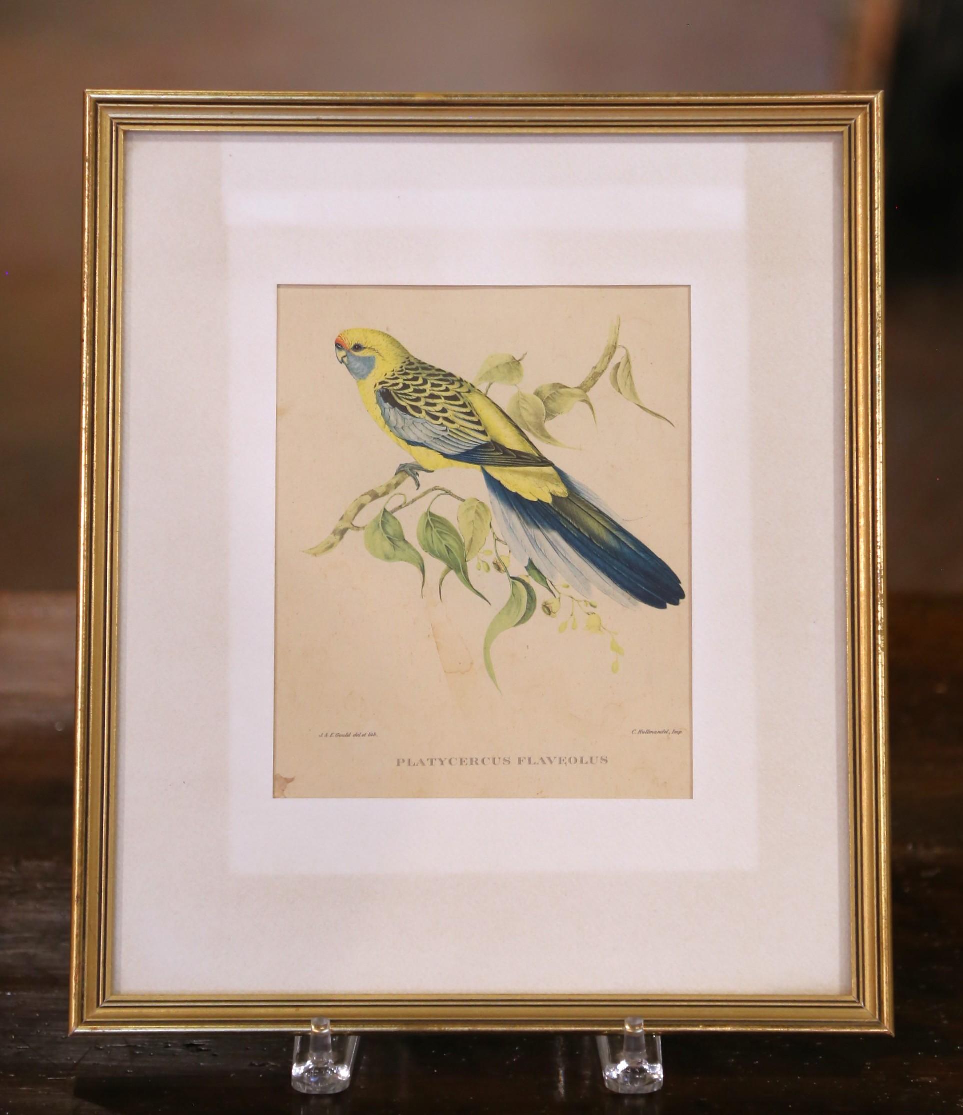 19th C. Hand-Colored Lithographs by Gould Printed by C. Hullmandel, Set of 3 For Sale 2