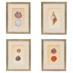 19th c Hand Colored Shell Prints from the Natural History of British Shells