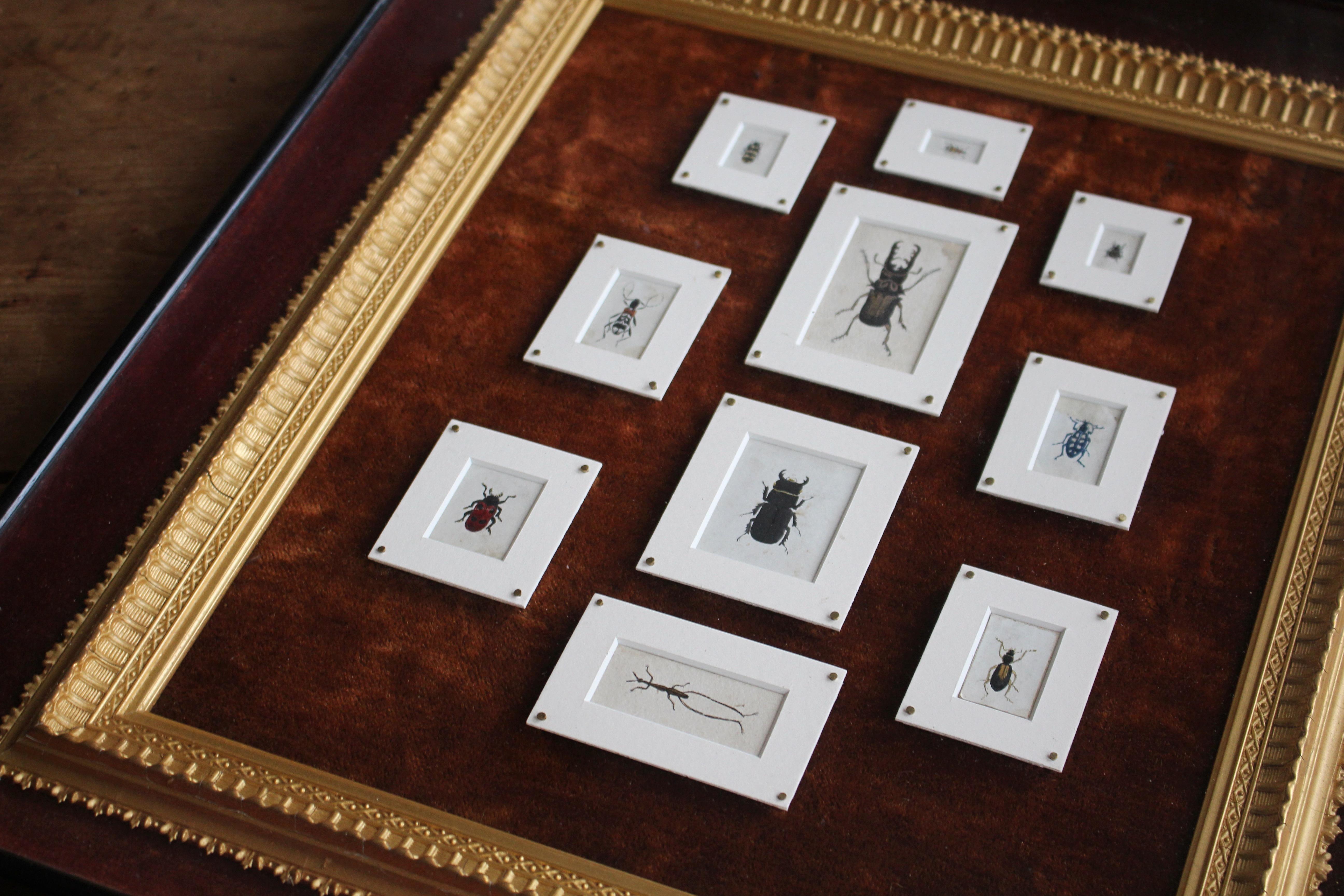 19th C Hand Painted Entomology Studies Gothic Revival Shadow Box Taxidermy Curio For Sale 7