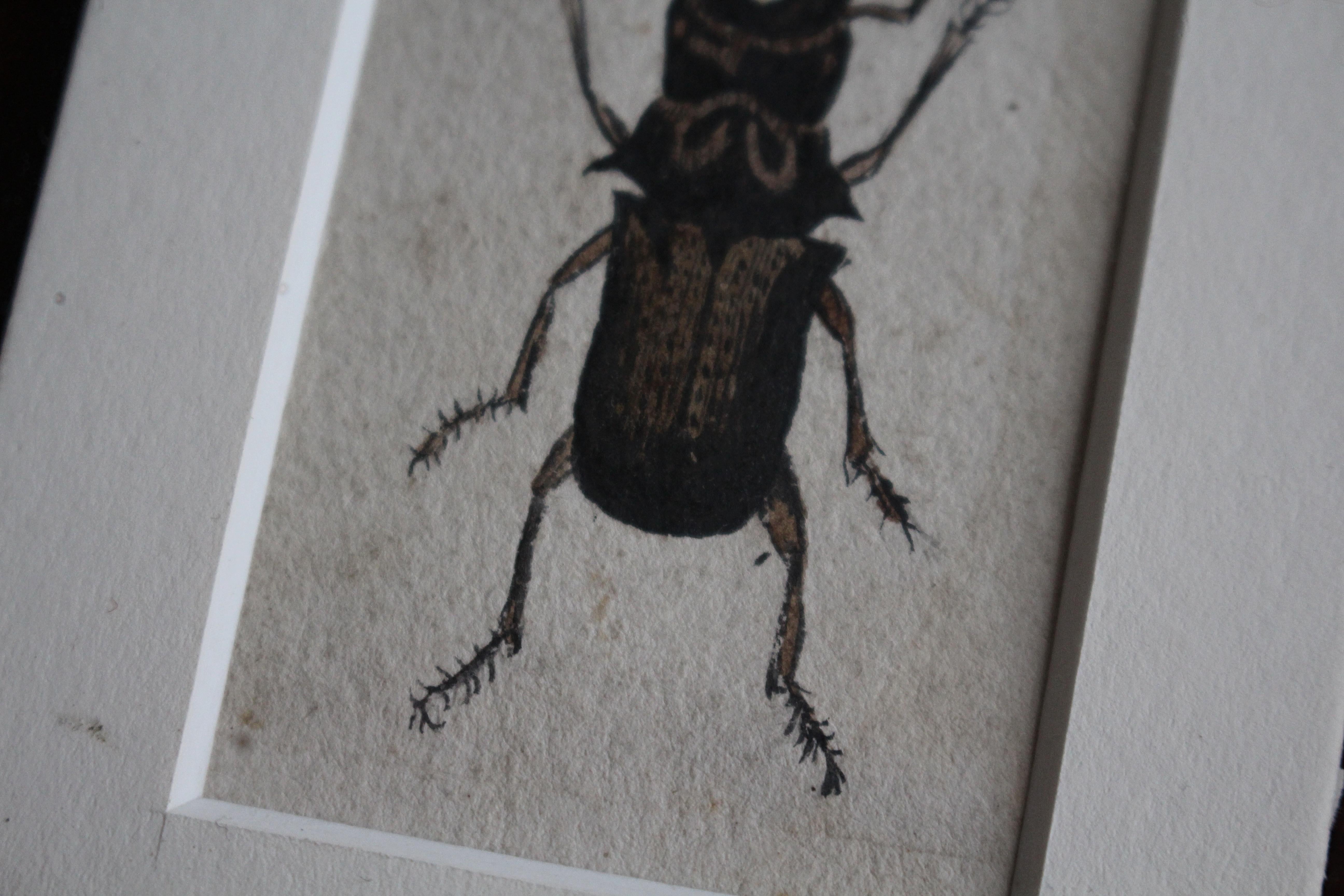 19th C Hand Painted Entomology Studies Gothic Revival Shadow Box Taxidermy Curio For Sale 10