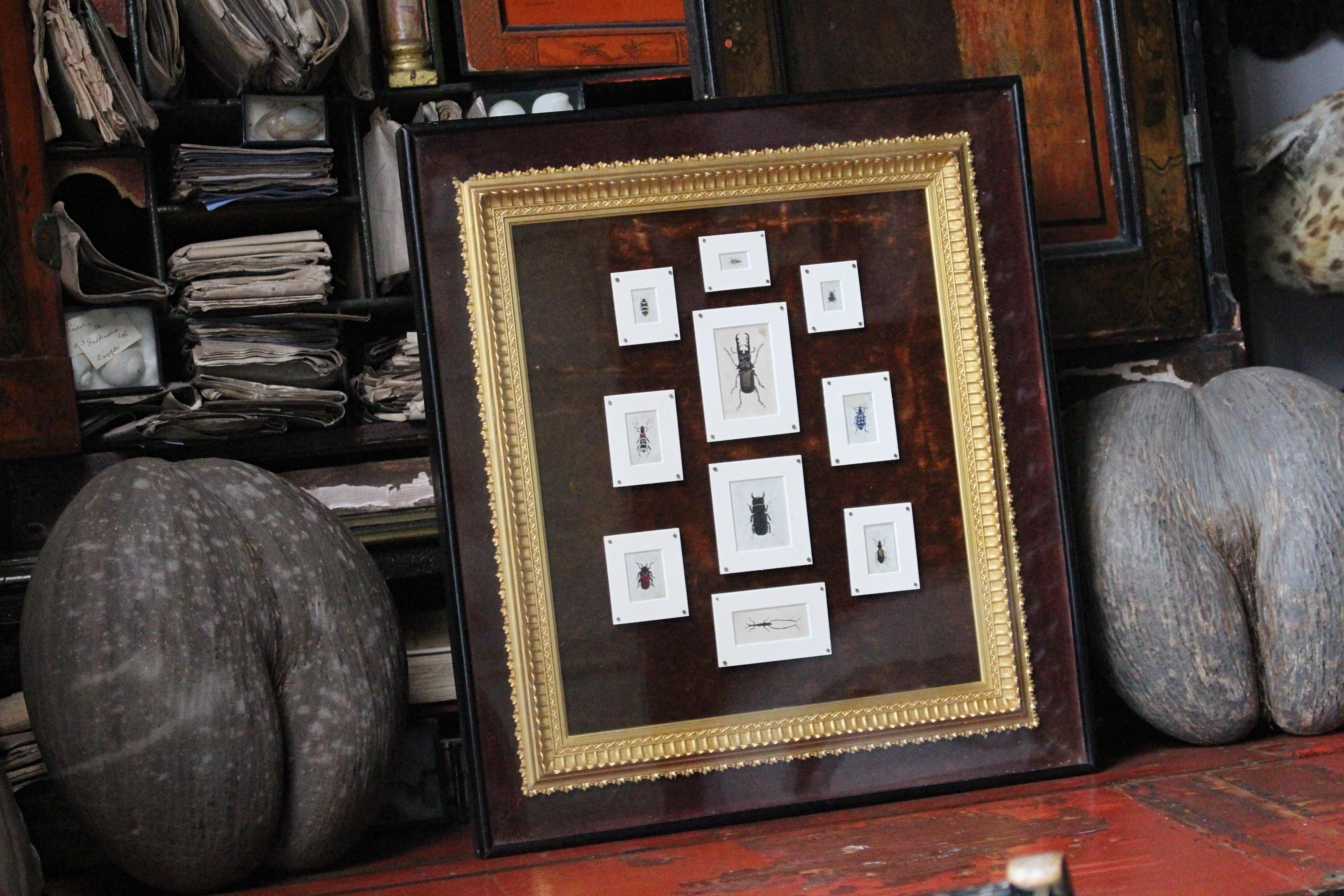 A collection of finely painted entomology studies, on card later mounted and set within a fantastic velvet lined, glazed period gothic revival shadow box. 

The shadow box has its original ebonised finish, with water gilt internal slip. Each study