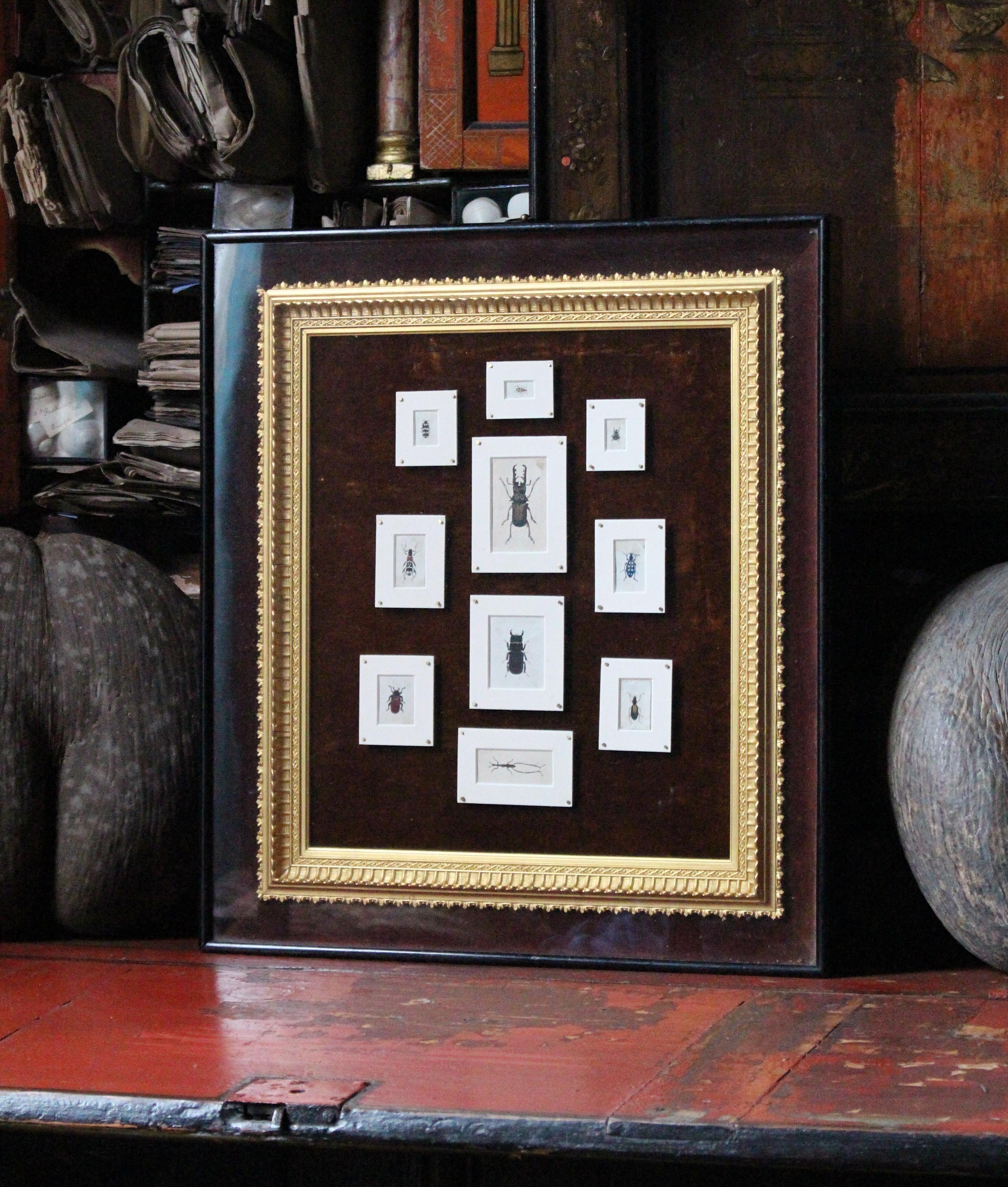 English 19th C Hand Painted Entomology Studies Gothic Revival Shadow Box Taxidermy Curio For Sale