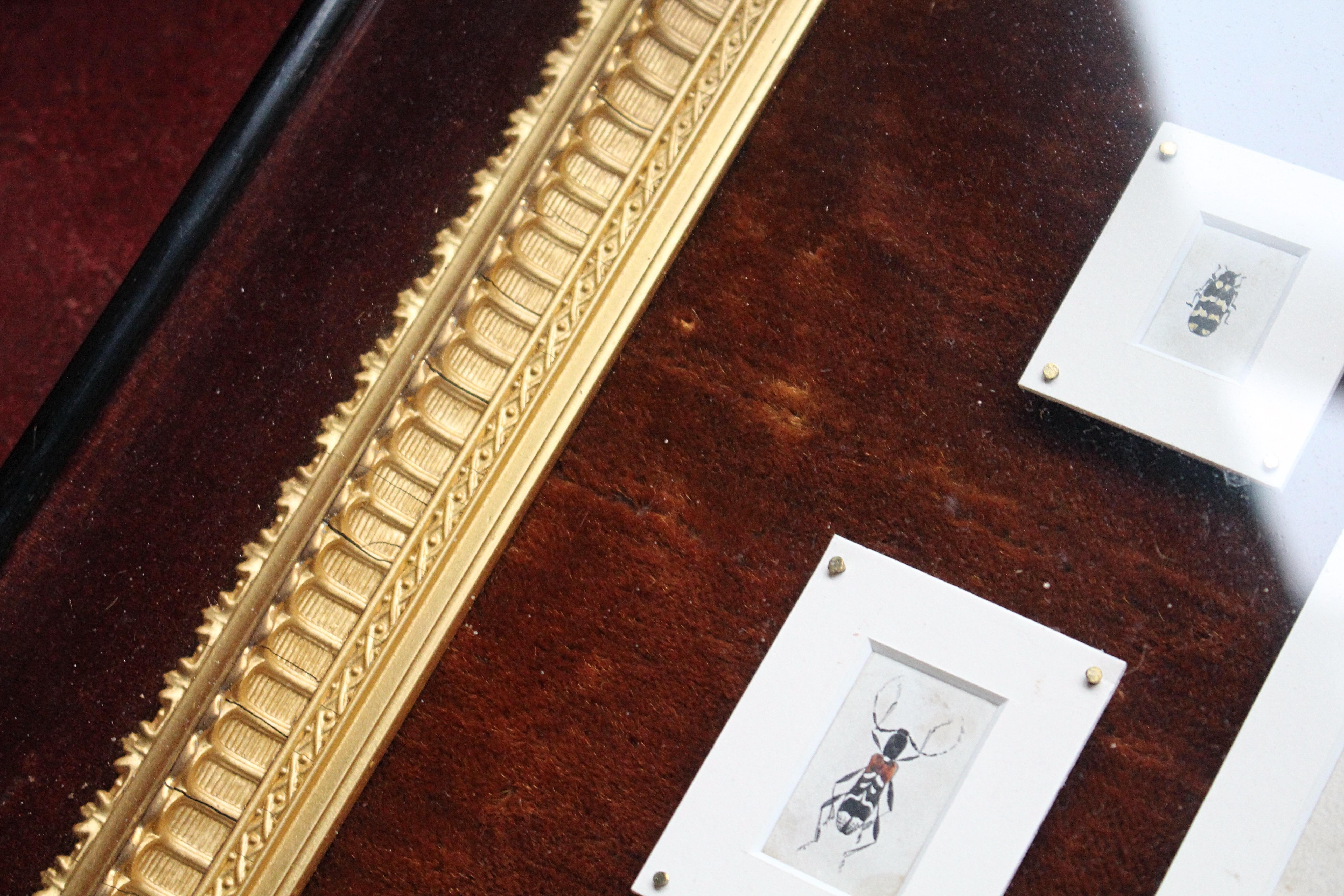 19th C Hand Painted Entomology Studies Gothic Revival Shadow Box Taxidermy Curio For Sale 2