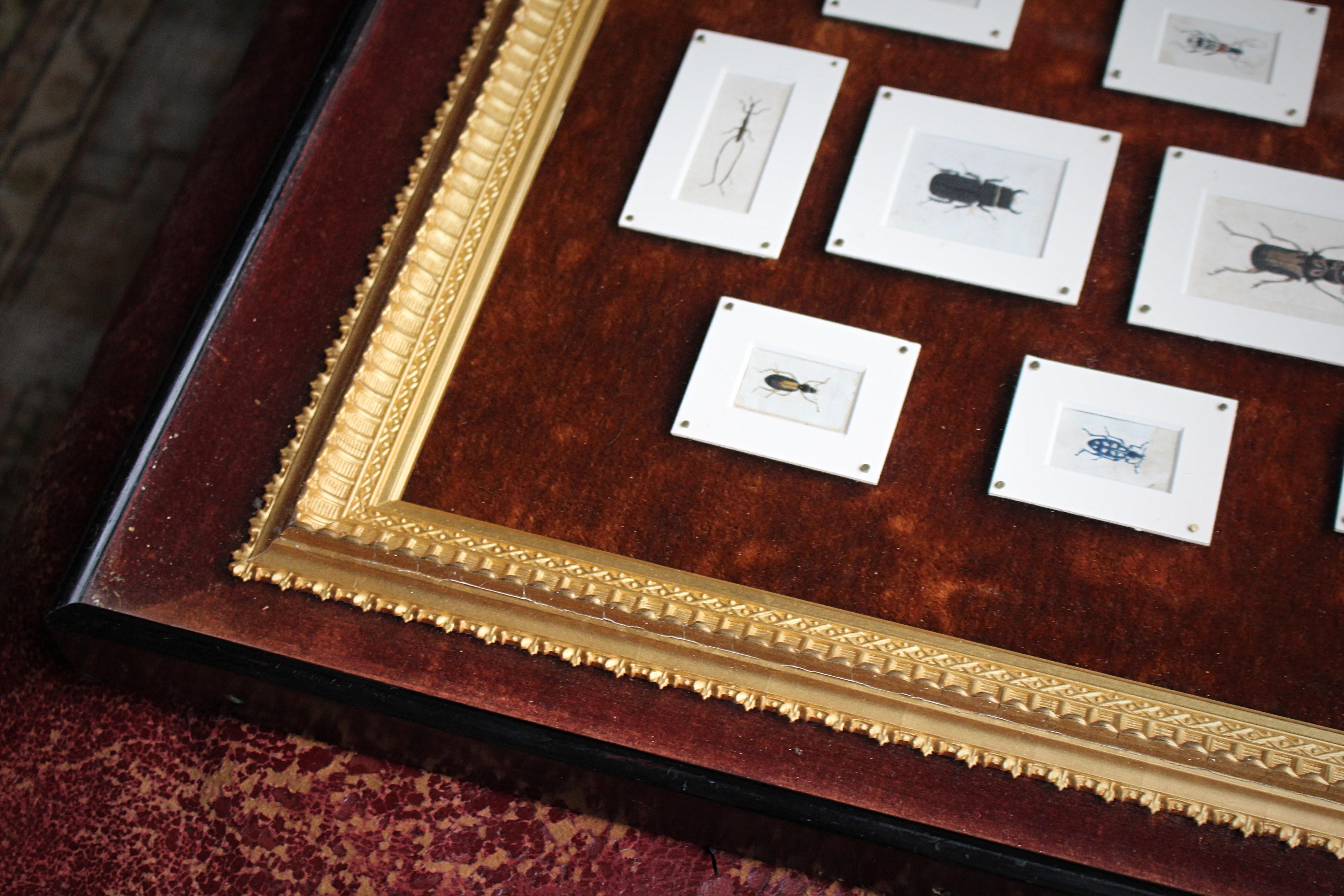 19th C Hand Painted Entomology Studies Gothic Revival Shadow Box Taxidermy Curio For Sale 3