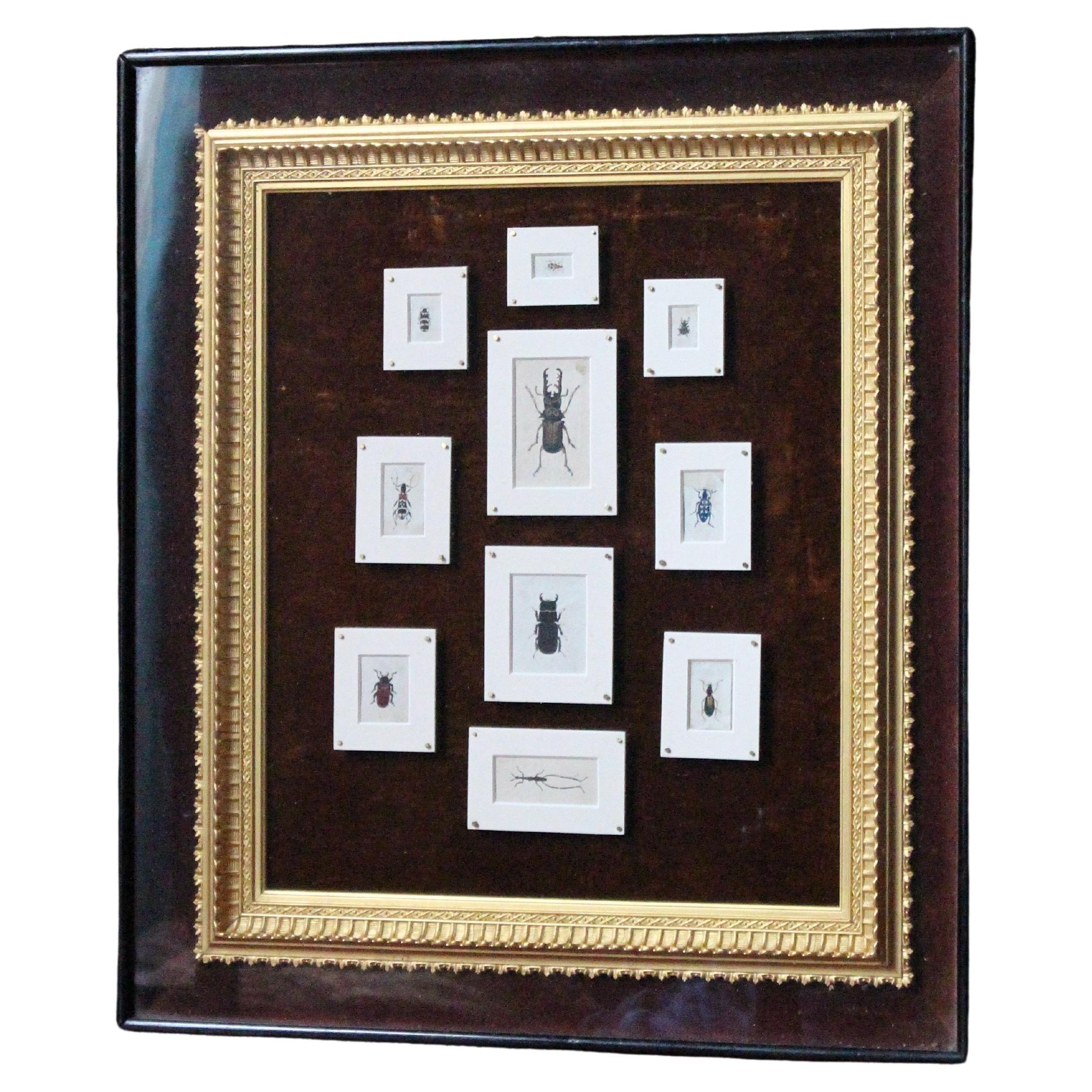 19th C Hand Painted Entomology Studies Gothic Revival Shadow Box Taxidermy Curio For Sale