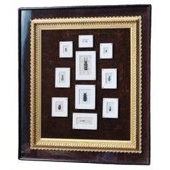 19th C Hand Painted Entomology Studies Gothic Revival Shadow Box Taxidermy Curio