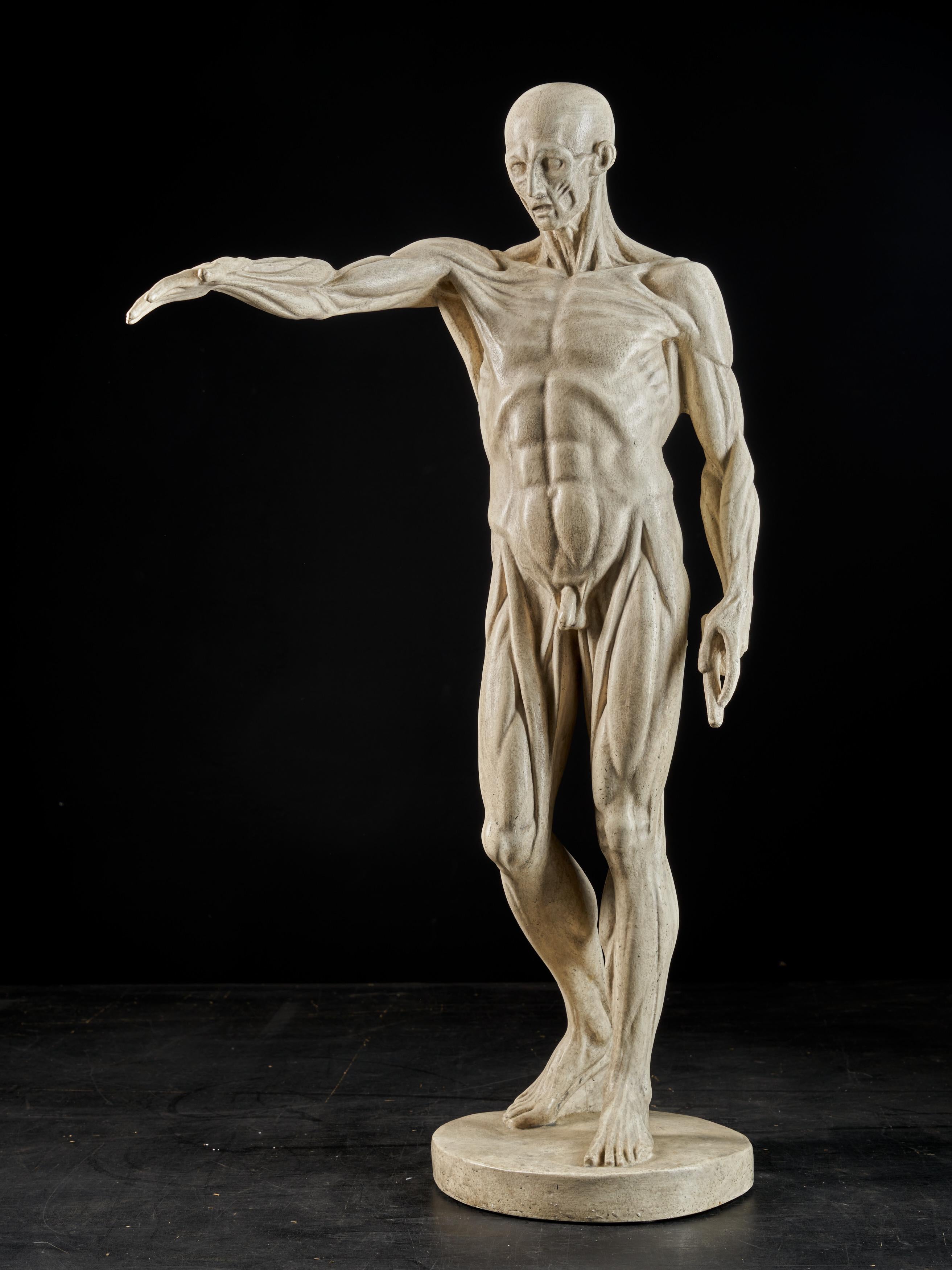 19th Century, Italian School, Two Anatomical Flayed Figures in Plaster 13