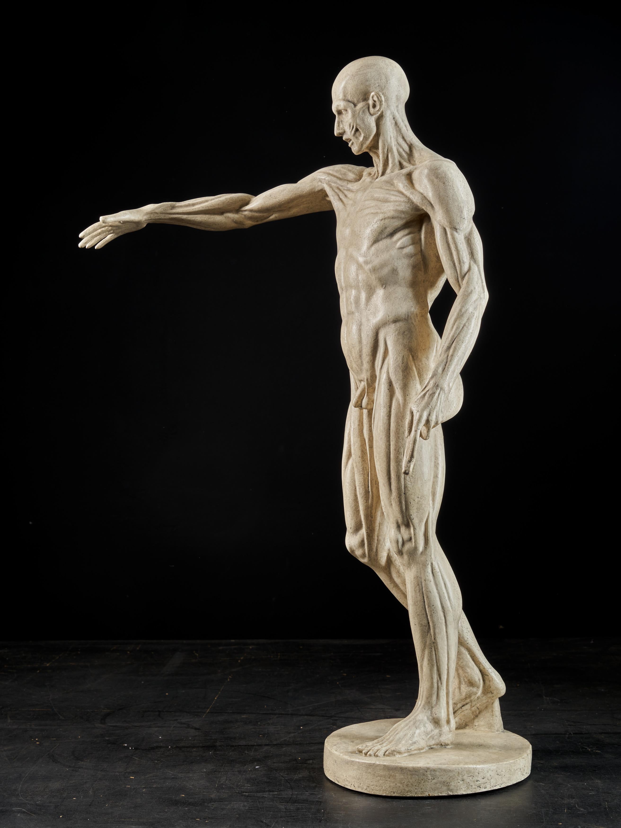 19th Century, Italian School, Two Anatomical Flayed Figures in Plaster 14