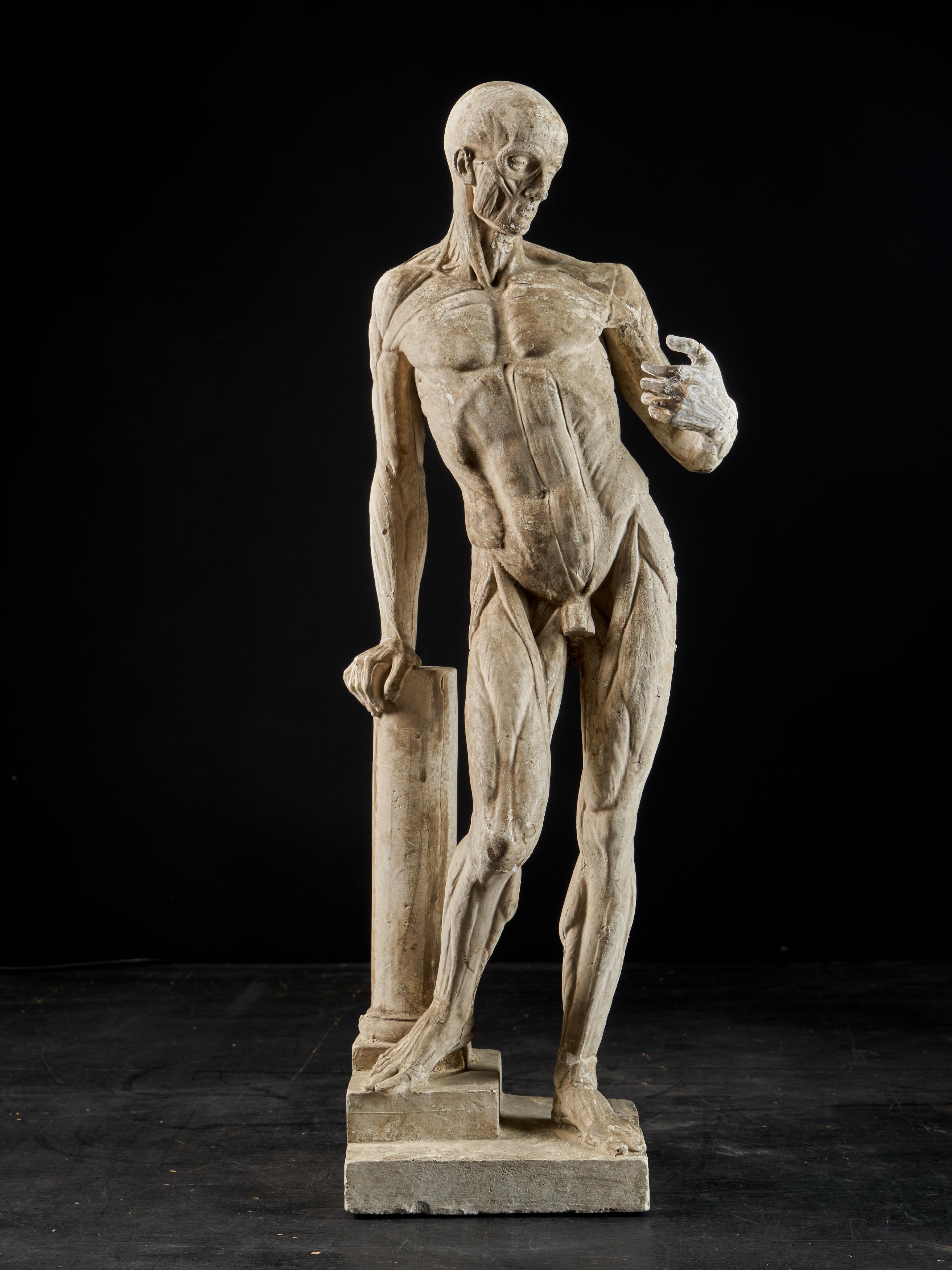 A fine quality flayed or écorche figure taken from the originals by Jean Antoine Houdon (1741-1828).Houdon created his flayed man while in Rome in the 1760s and based it upon the Doryphoros or spear carrier by Polykleitos. It has been used as an