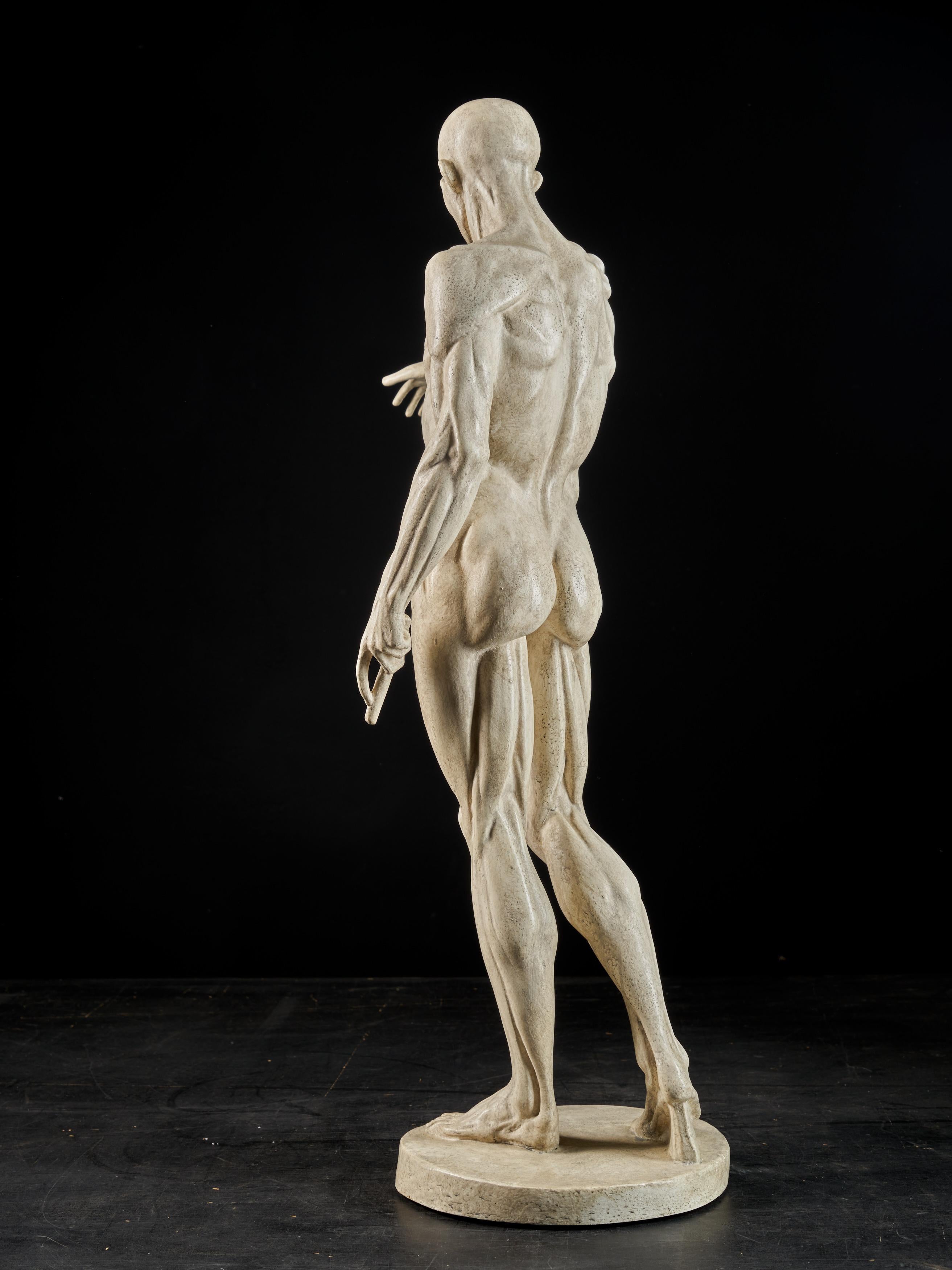 19th Century, Italian School, Two Anatomical Flayed Figures in Plaster 15