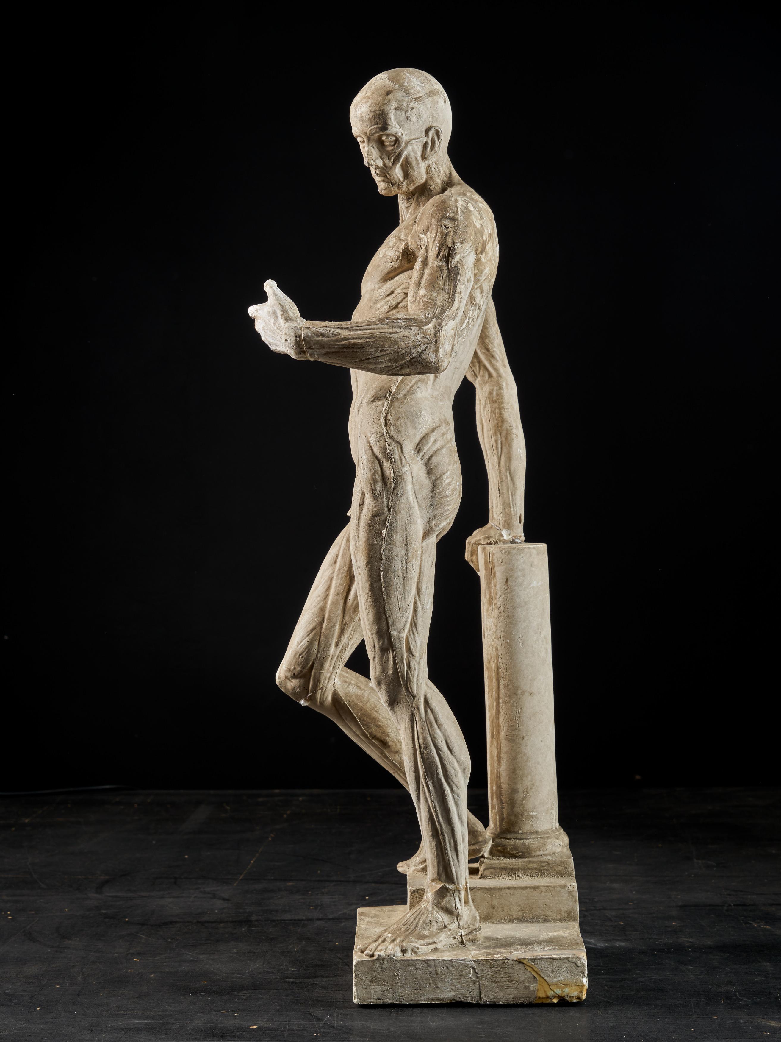 Carved 19th Century, Italian School, Two Anatomical Flayed Figures in Plaster