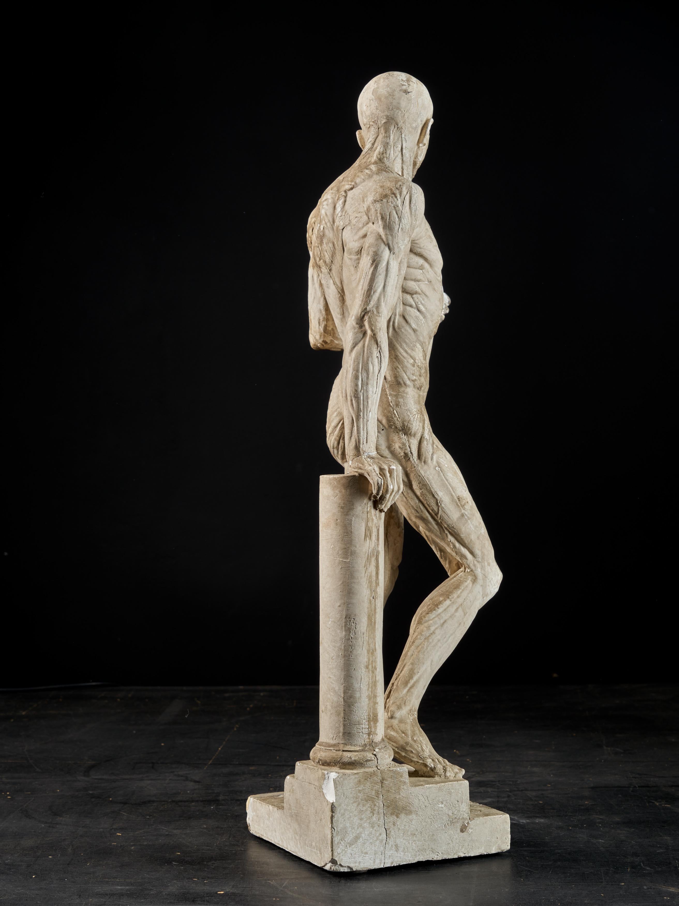 19th Century, Italian School, Two Anatomical Flayed Figures in Plaster 2