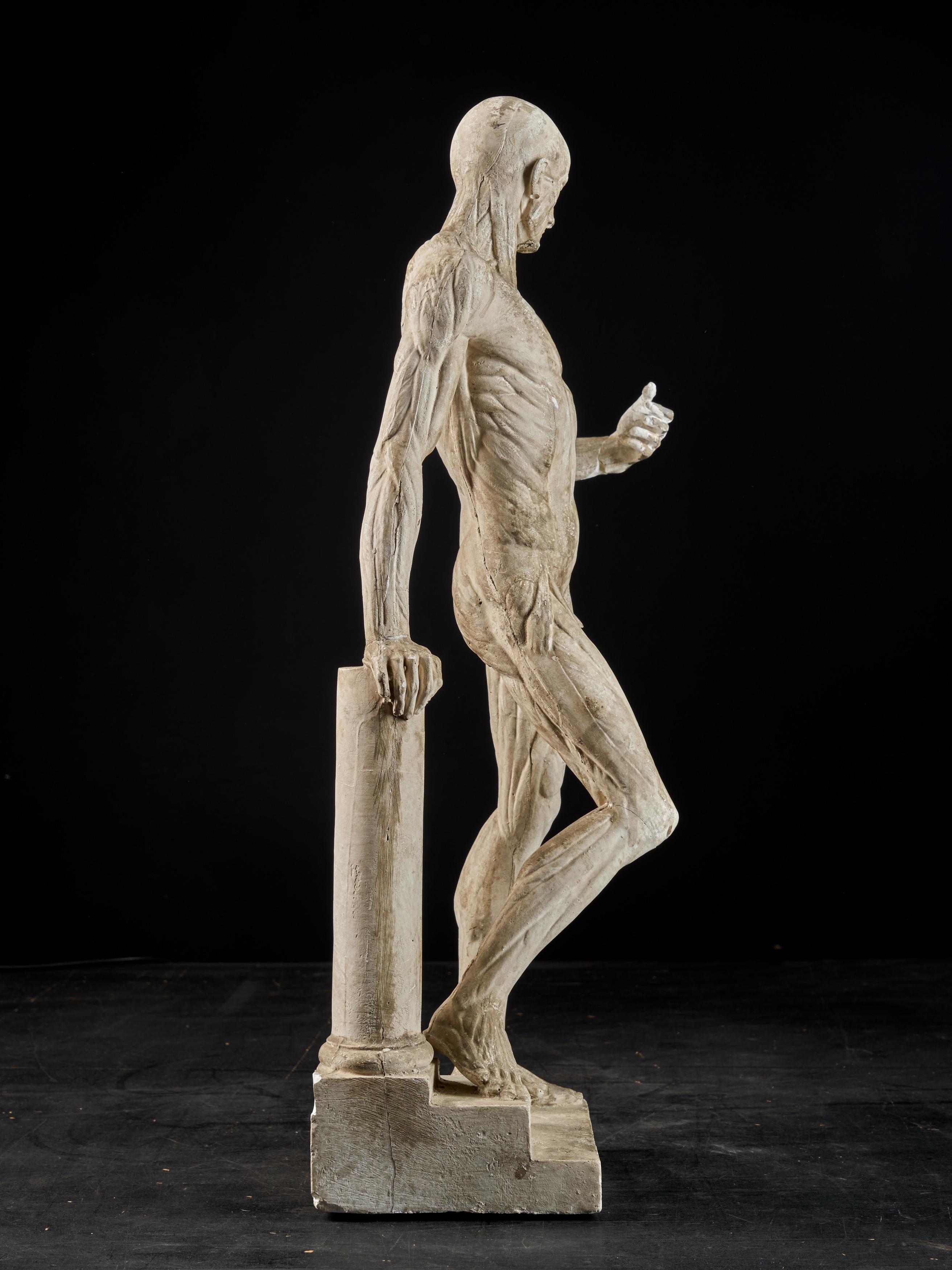 19th Century, Italian School, Two Anatomical Flayed Figures in Plaster 3