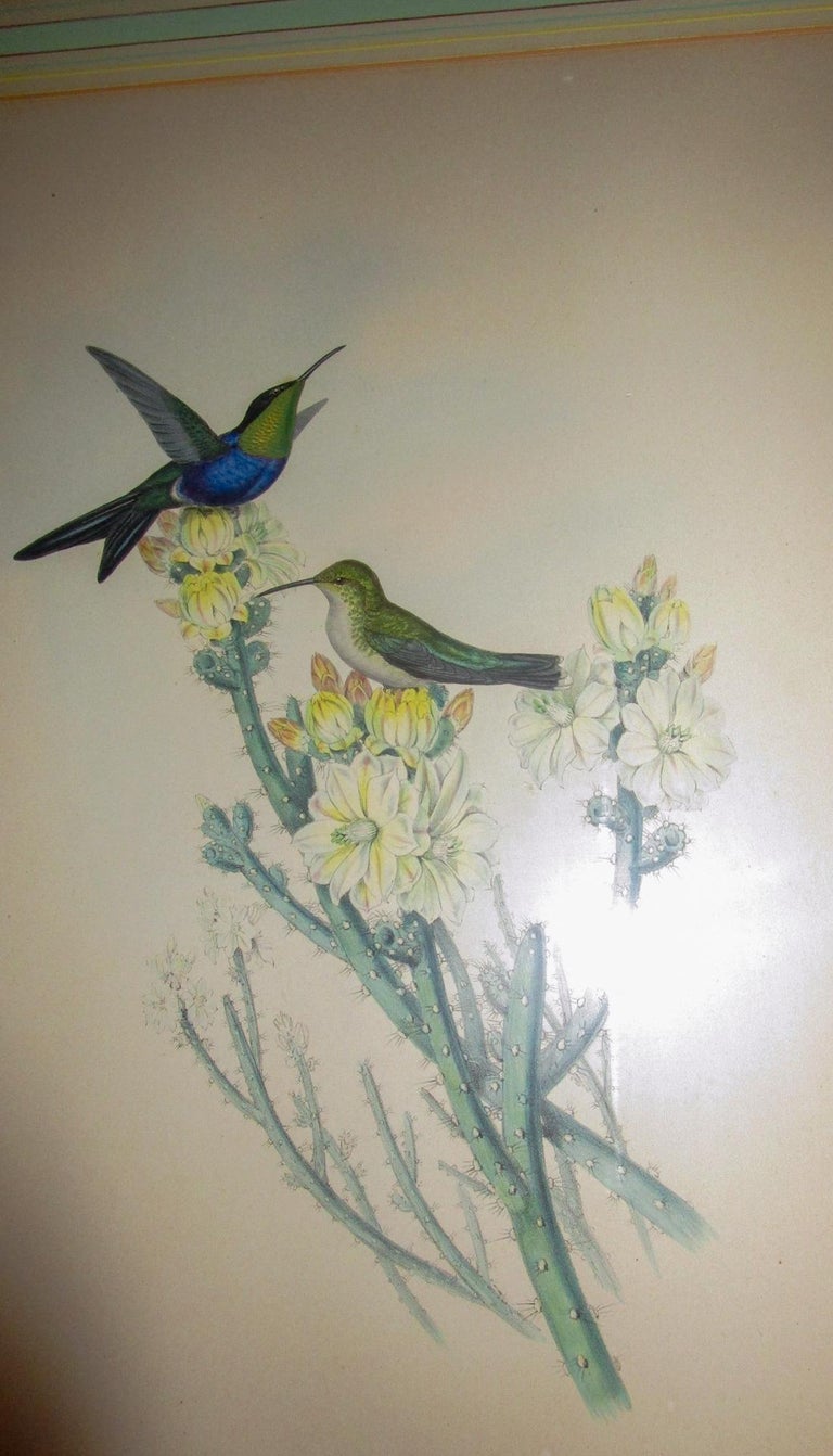 From A Monograph of the Trochilidae, or Family of Hummingbirds, this hand colored lithograph was published in London, 1849-61 (supplement printed 1880-87) and printed by Hullmandel and Walter from drawings by John Gould, and Henry Constantine