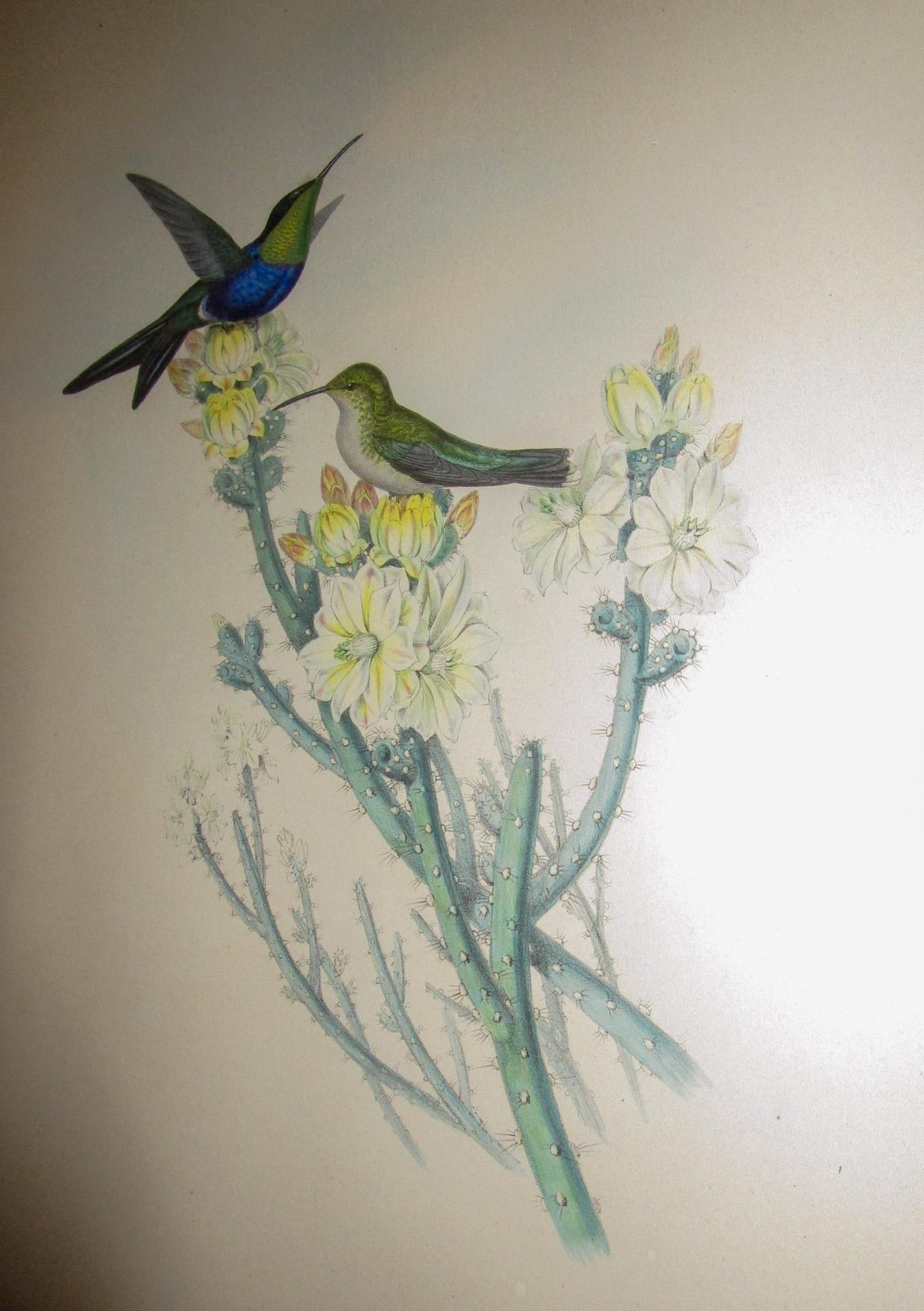 English 19th c John Gould Hand Colored Lithograph Hummingbirds Thalurania Furcata
