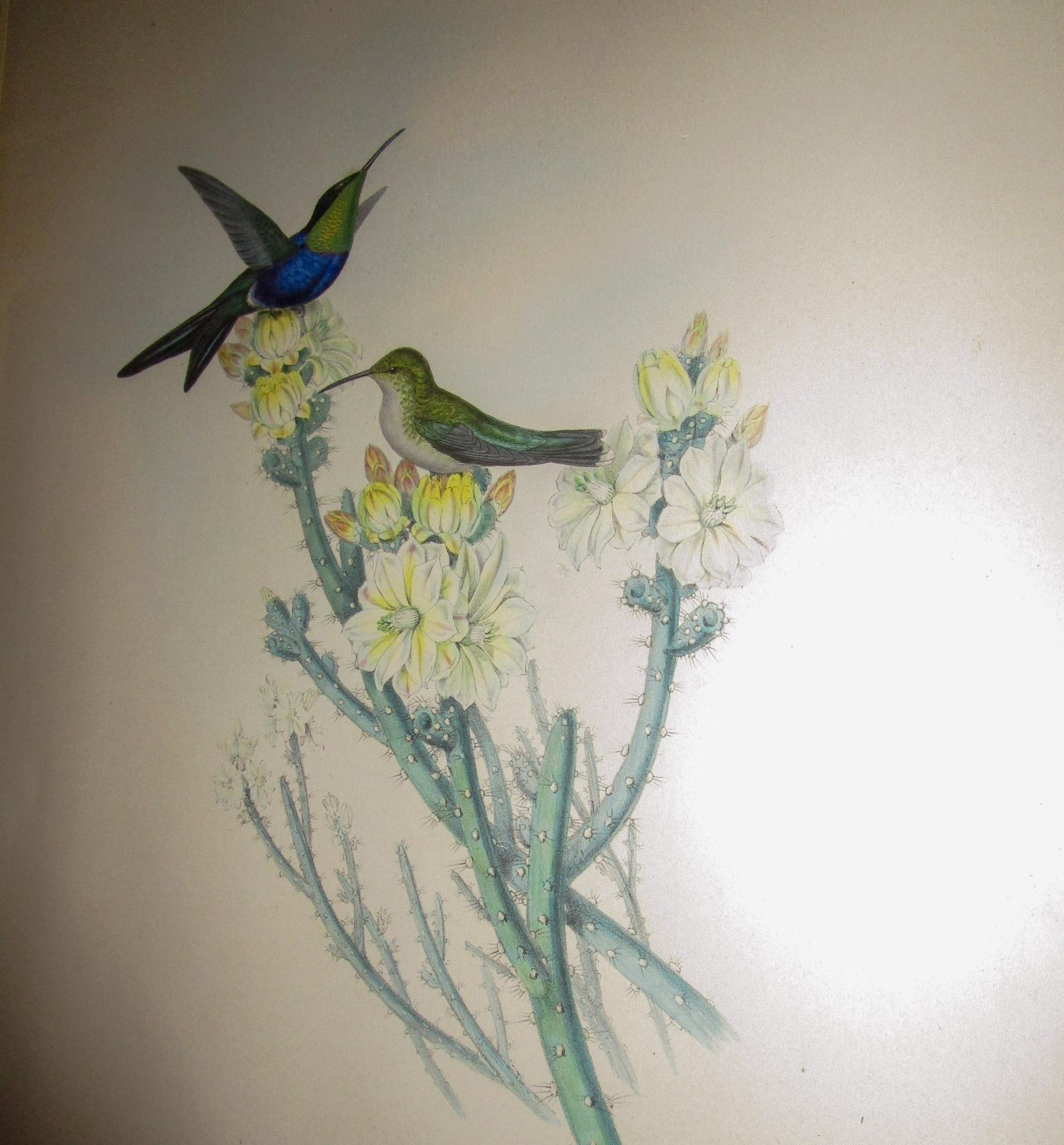 19th c John Gould Hand Colored Lithograph Hummingbirds Thalurania Furcata In Good Condition In Savannah, GA
