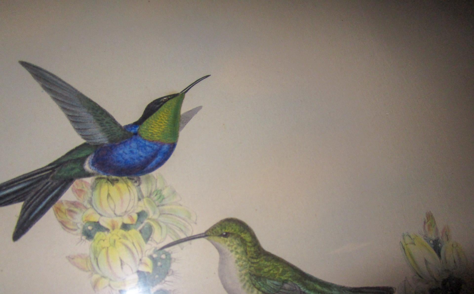 Late 19th Century 19th c John Gould Hand Colored Lithograph Hummingbirds Thalurania Furcata