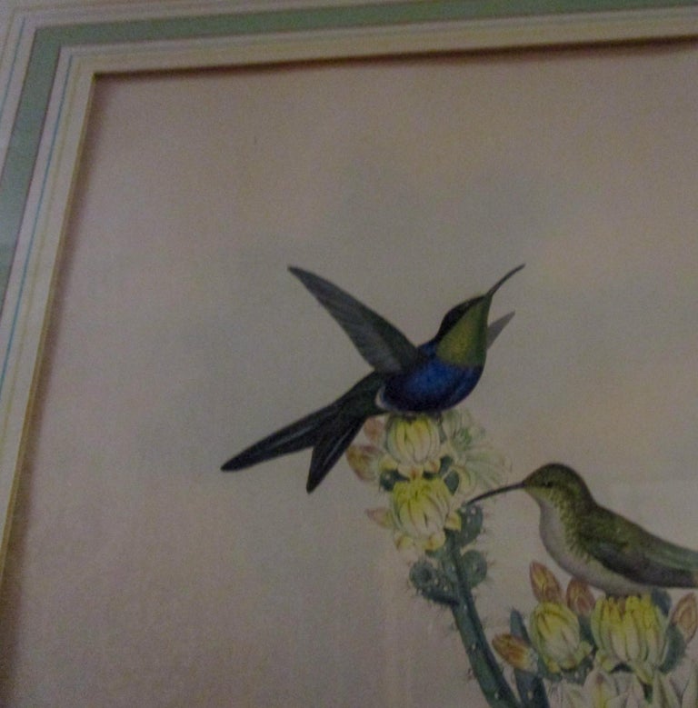 Wood 19th c John Gould Hand Colored Lithograph Hummingbirds Thalurania Furcata For Sale