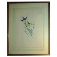 Lithographie colorée à la main d'un colibri Thalurania furcata de John Gould du XIXe siècle