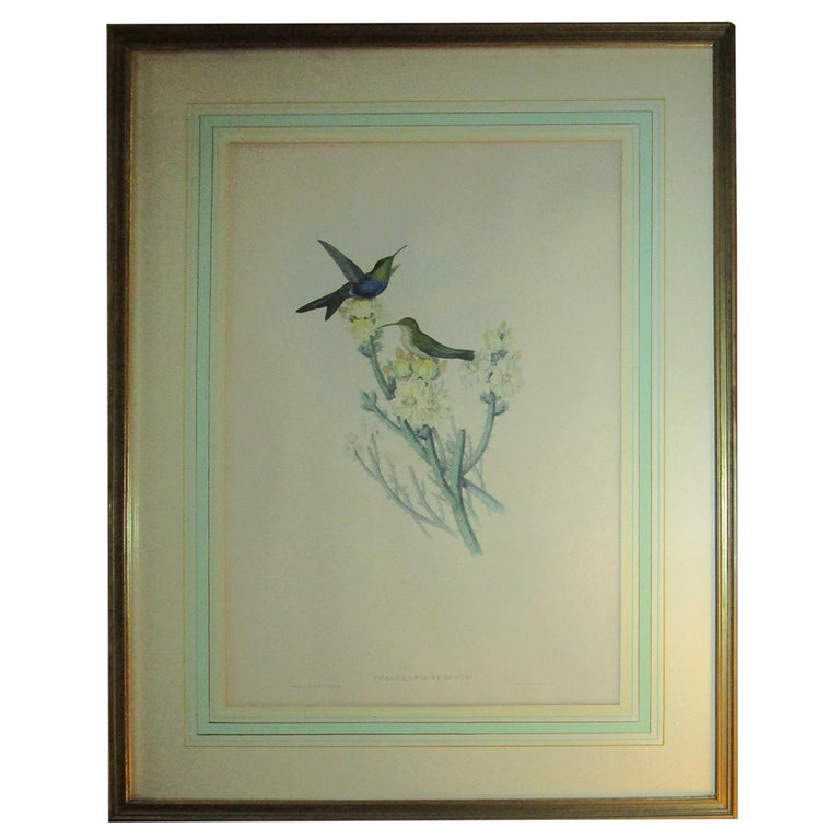 19th c John Gould Hand Colored Lithograph Hummingbirds Thalurania Furcata For Sale