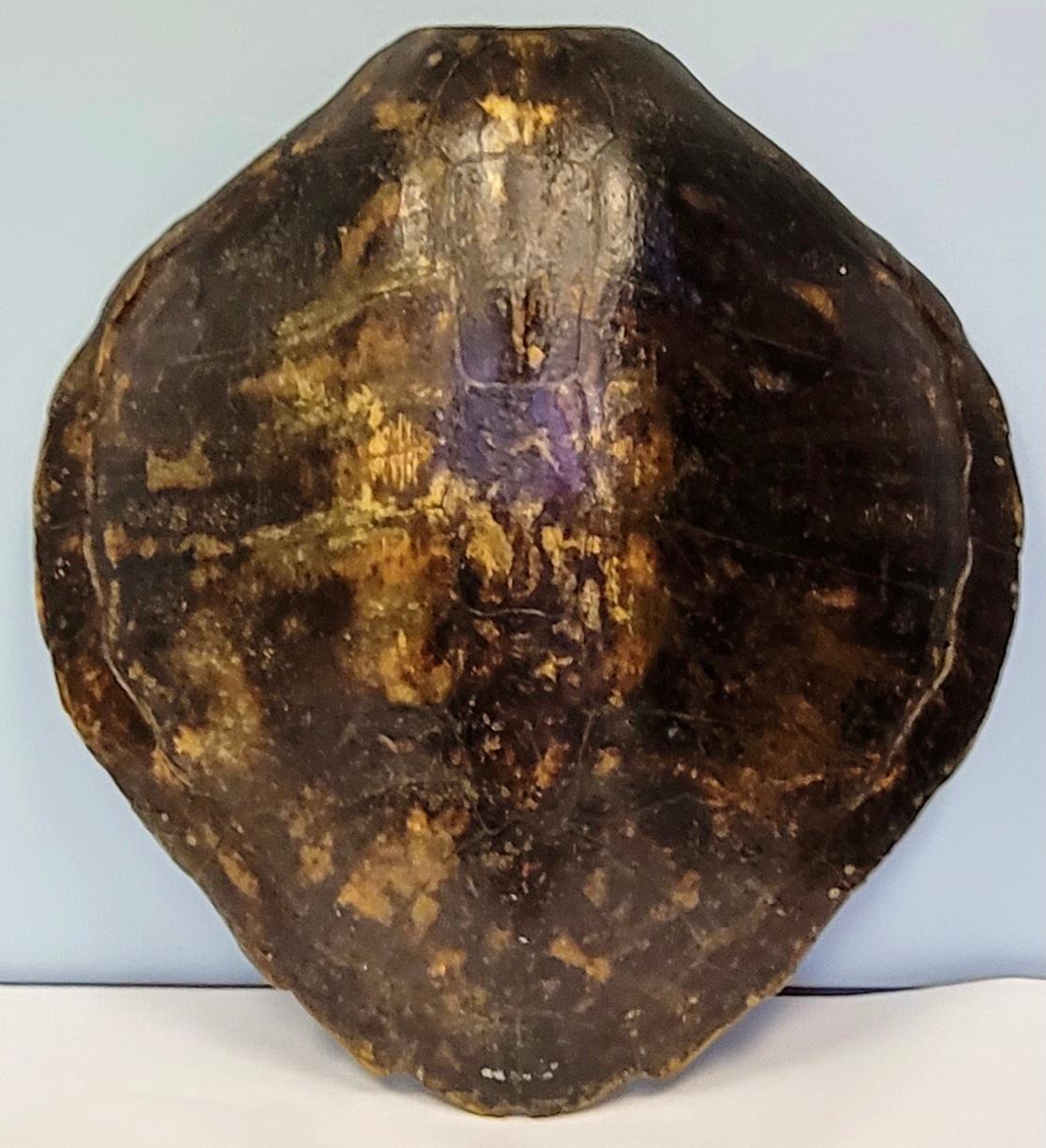European 19th-C Large Scale Victorian Turtle Shell
