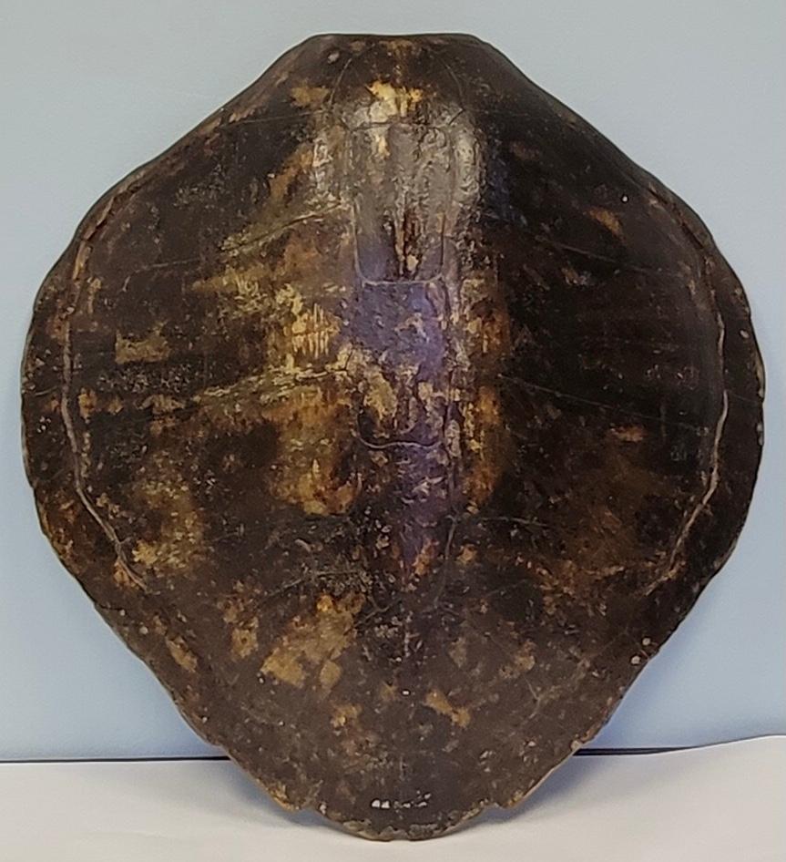 19th-C Large Scale Victorian Turtle Shell In Good Condition In Kennesaw, GA