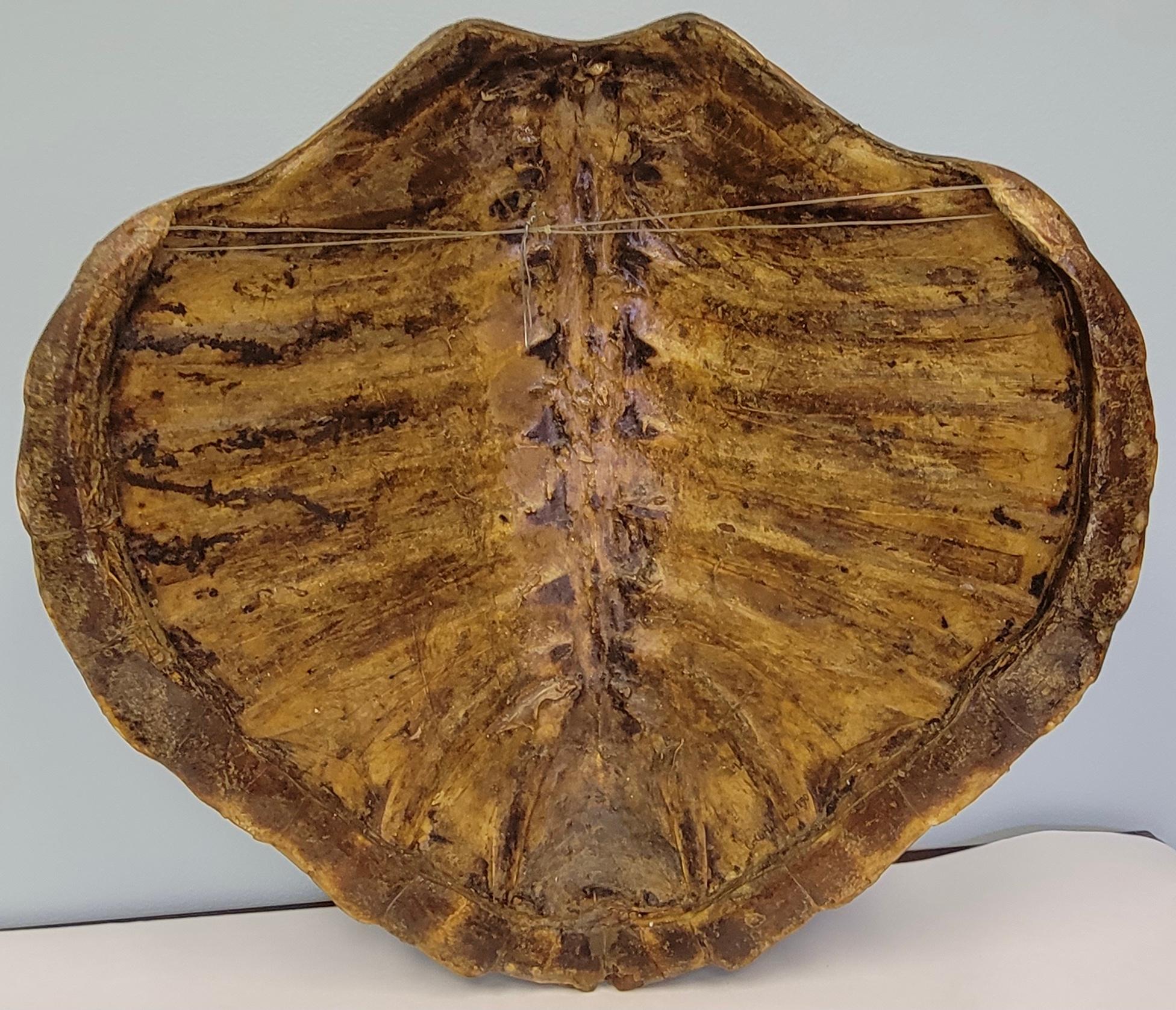 19th Century 19th-C Large Scale Victorian Turtle Shell