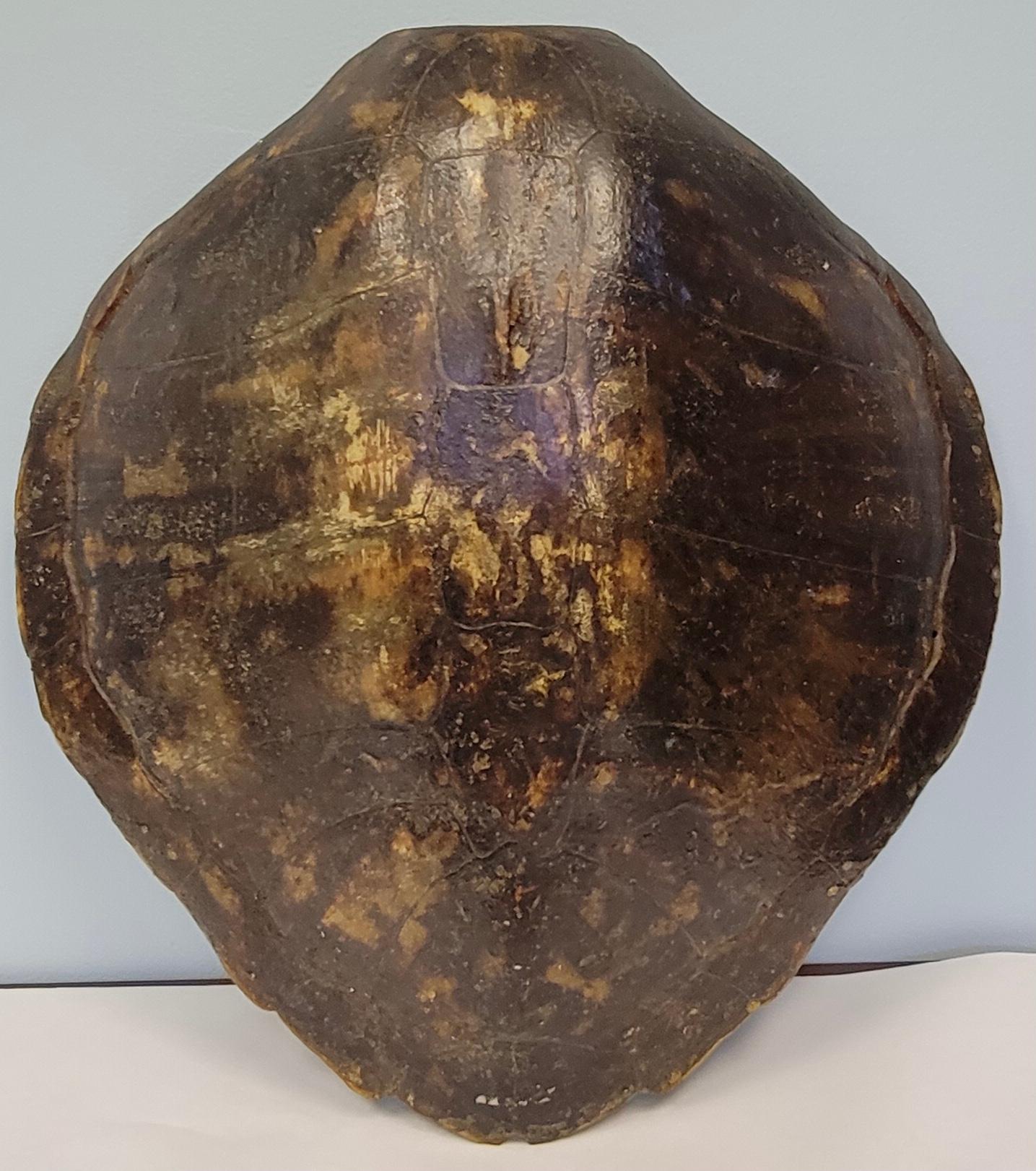 Tortoise Shell 19th-C Large Scale Victorian Turtle Shell