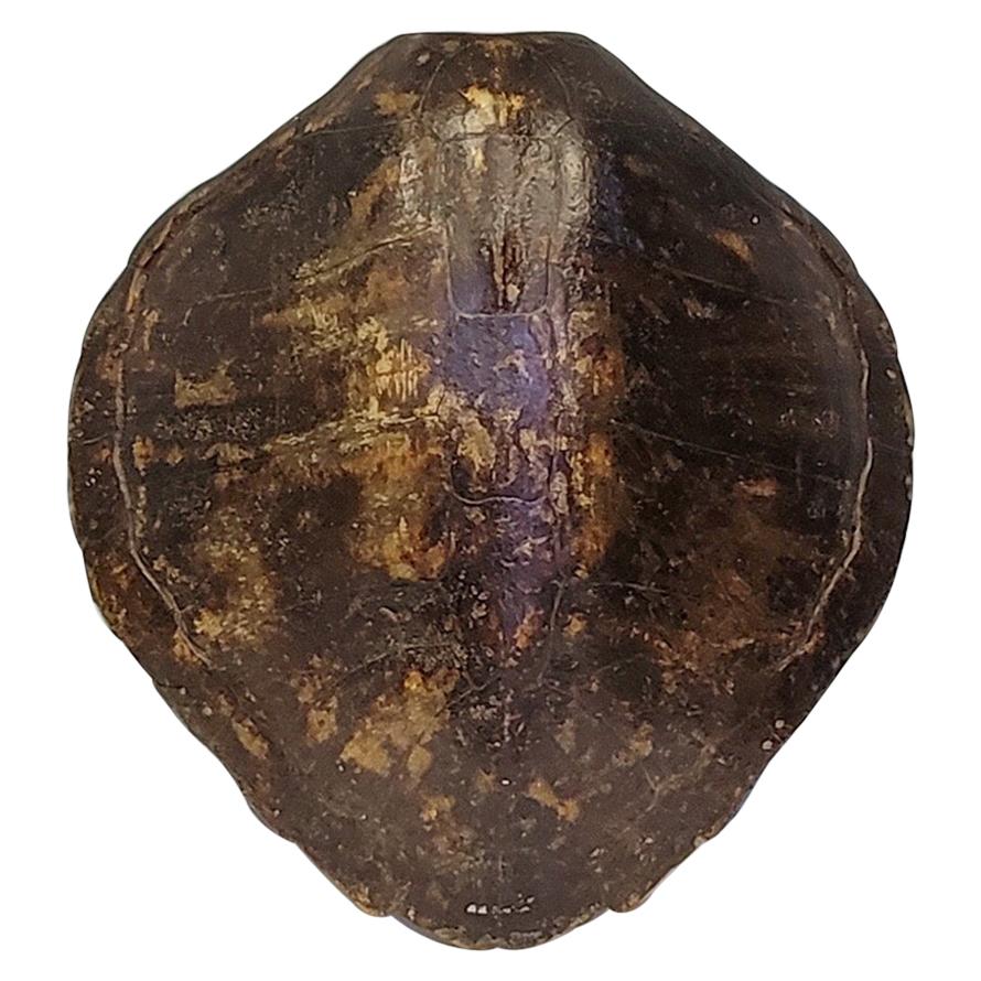 19th-C Large Scale Victorian Turtle Shell