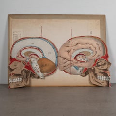 19th c. Medical Movable Atlas Book of the Human Body, c.1880