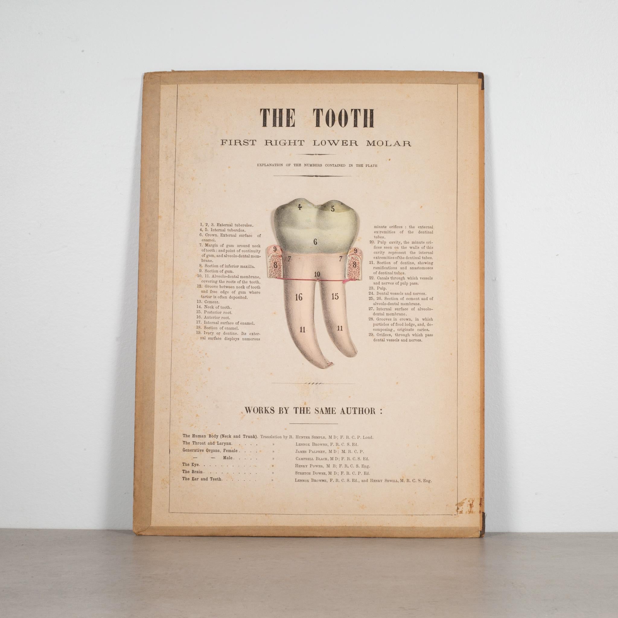 19th c. Medical Movable Atlas Book of the Human Body, c.1880 In Good Condition In San Francisco, CA