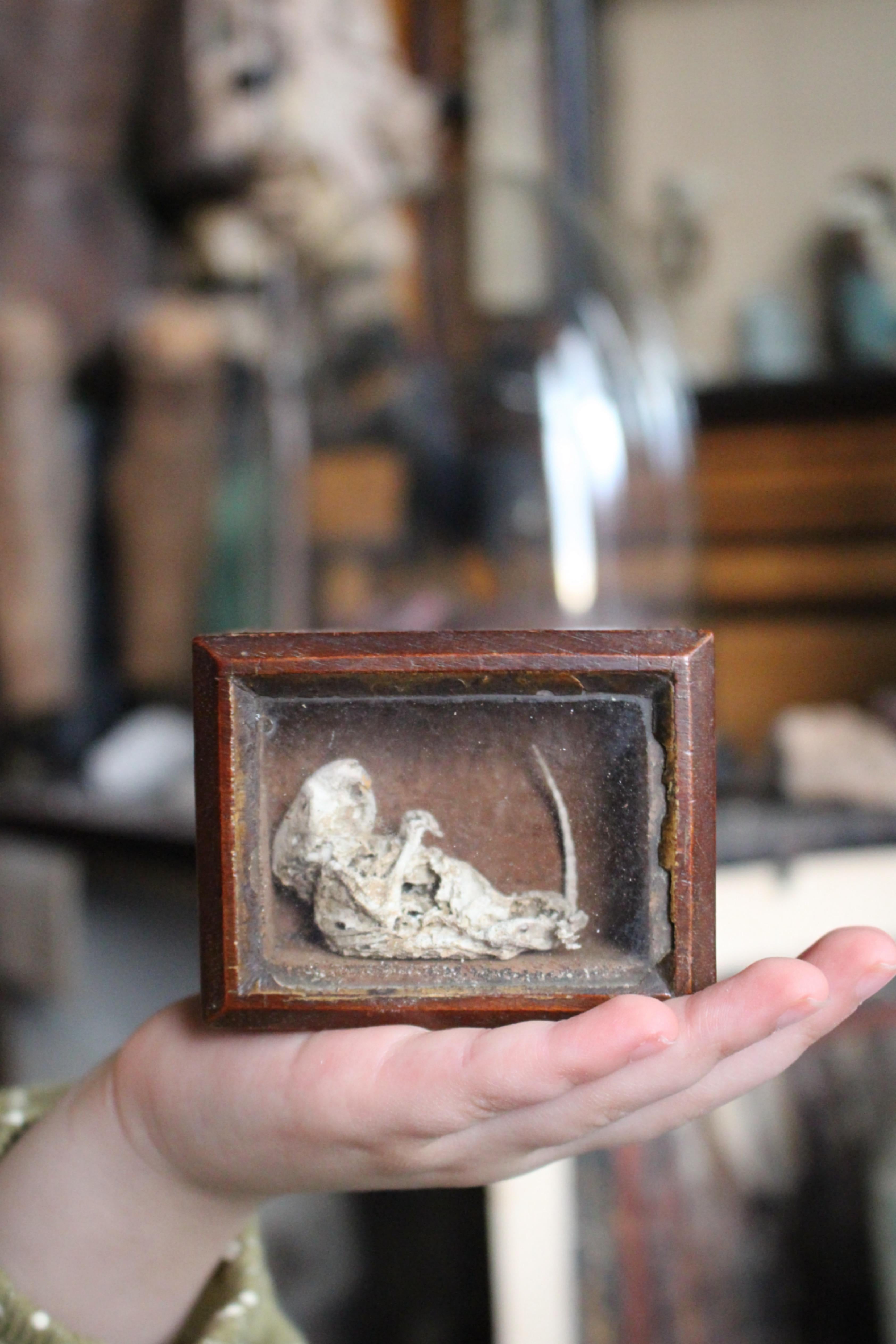 A.I.C.C. Taxidermie William Bentinck Prime Minister en vente 5