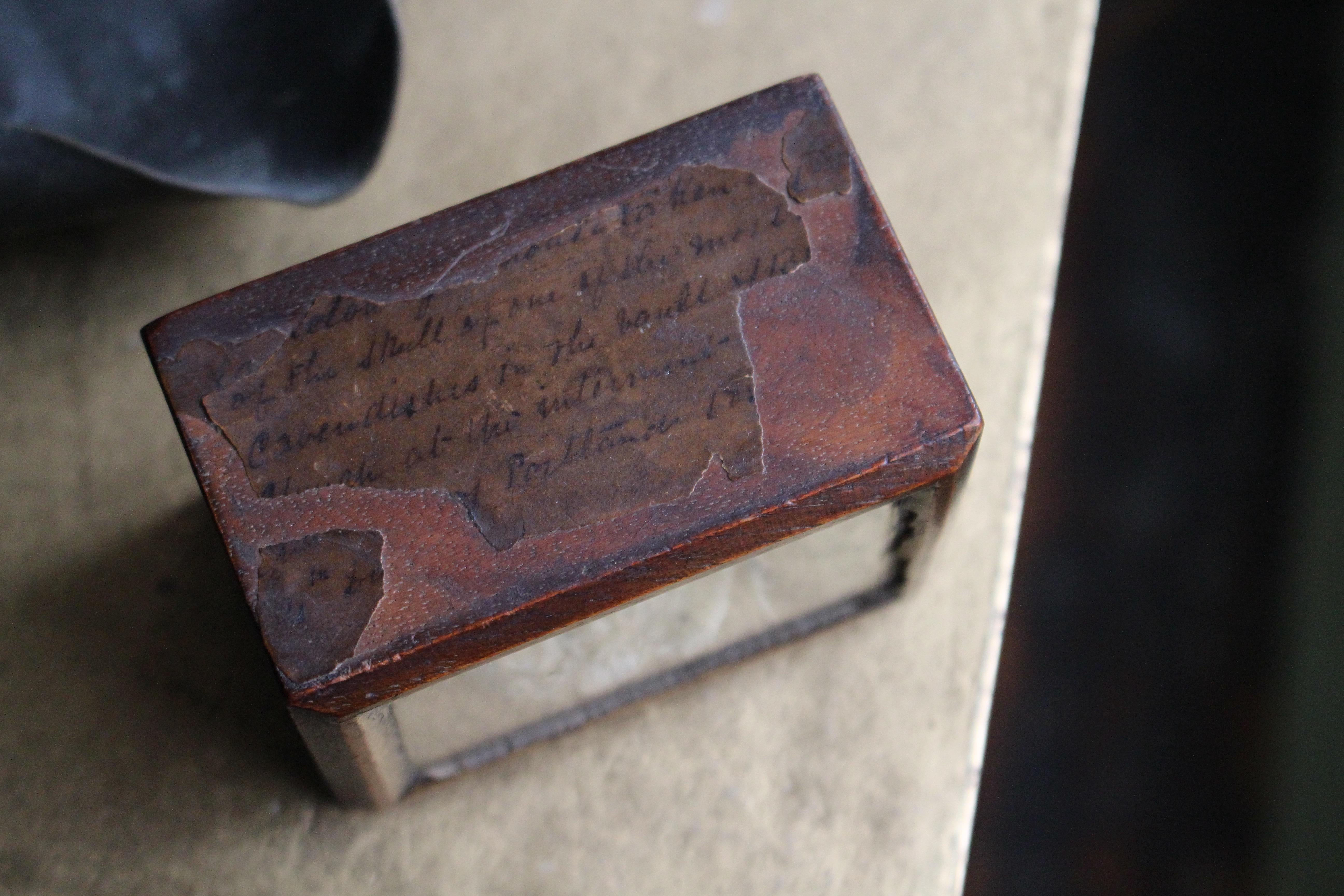 A.I.C.C. Taxidermie William Bentinck Prime Minister en vente 6