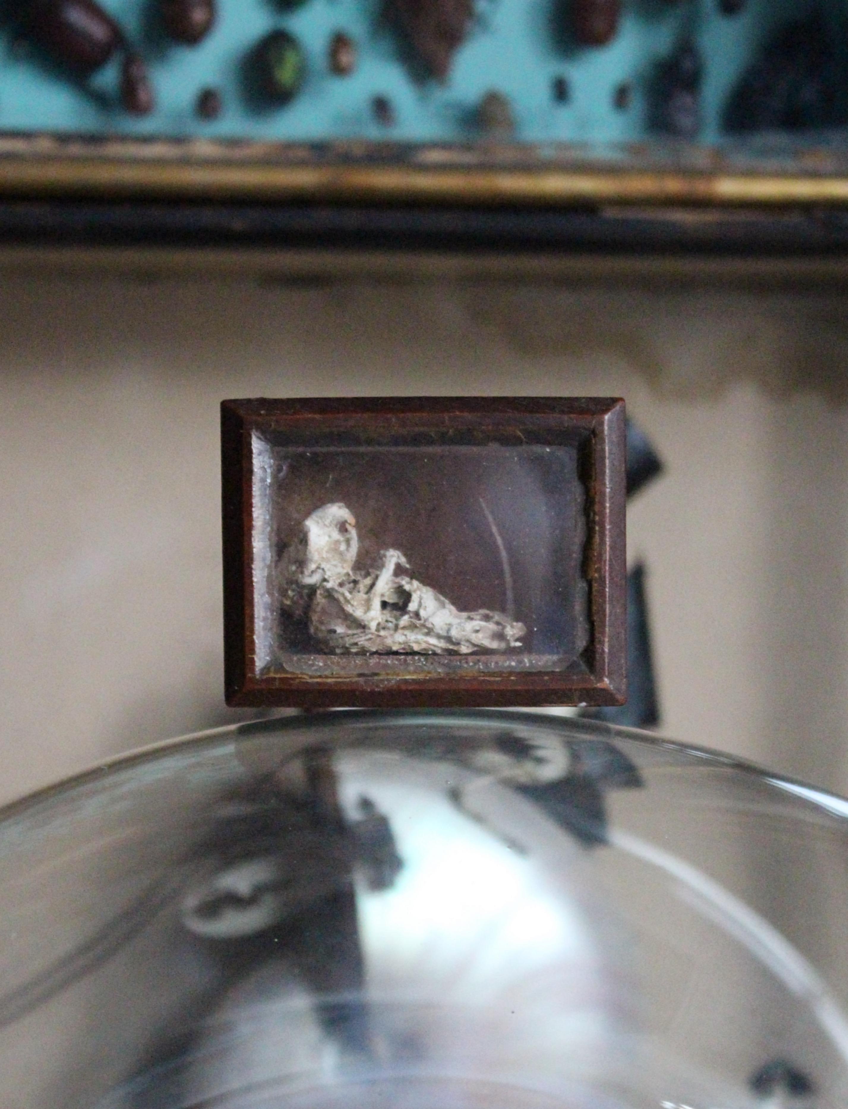 Anglais A.I.C.C. Taxidermie William Bentinck Prime Minister en vente