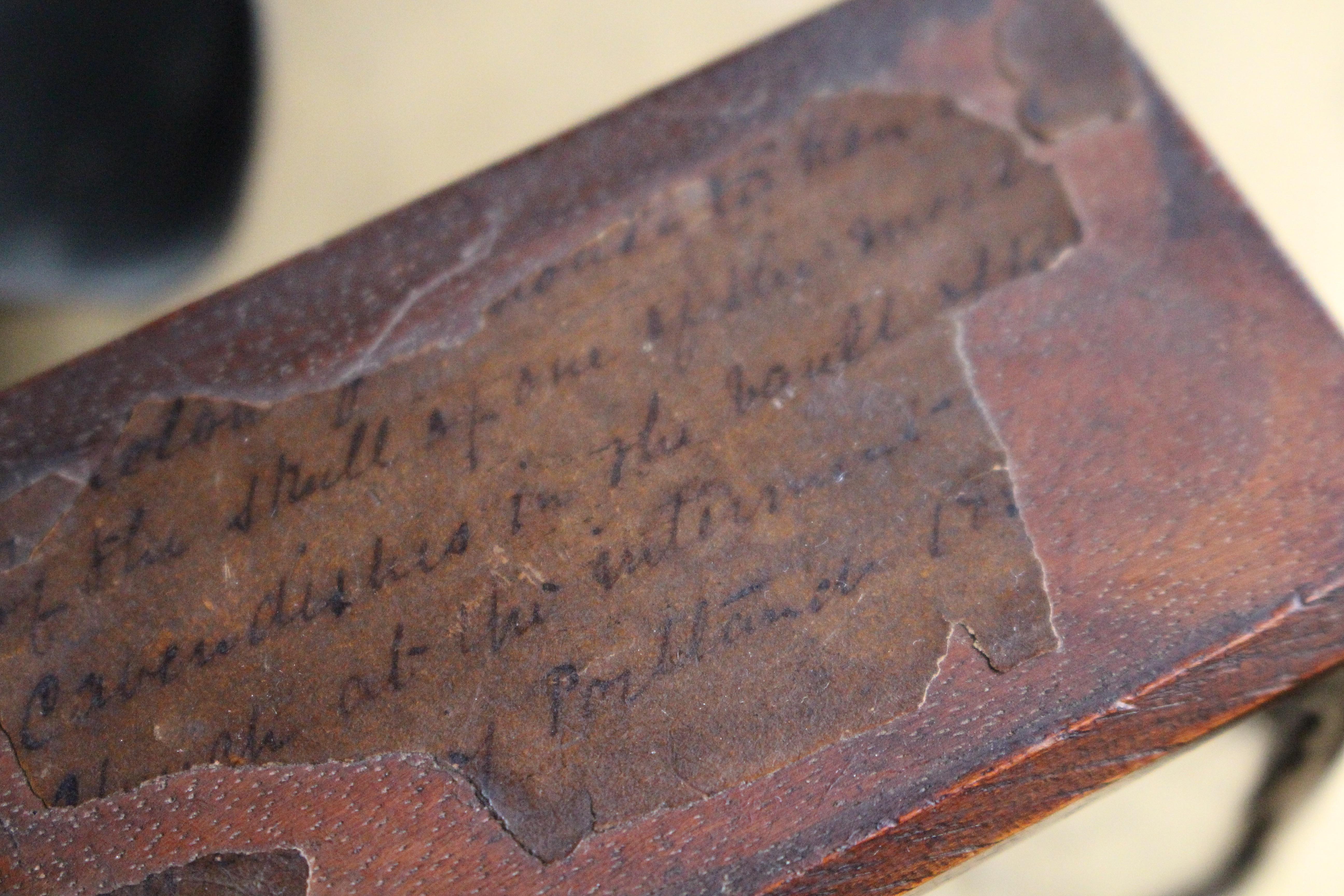 XIXe siècle A.I.C.C. Taxidermie William Bentinck Prime Minister en vente