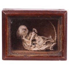 Collectibles and Curiosities