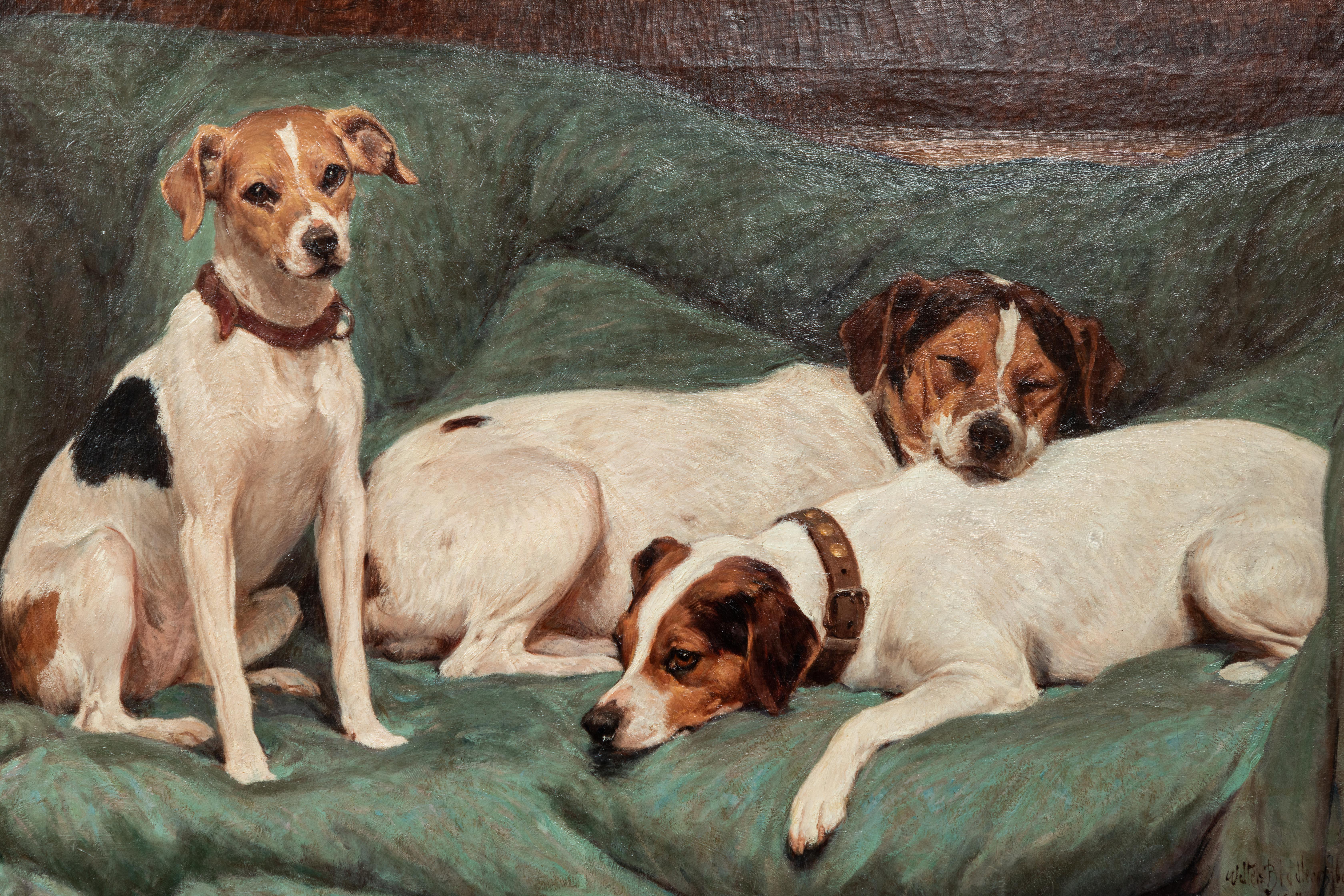 jack russell pictures for sale